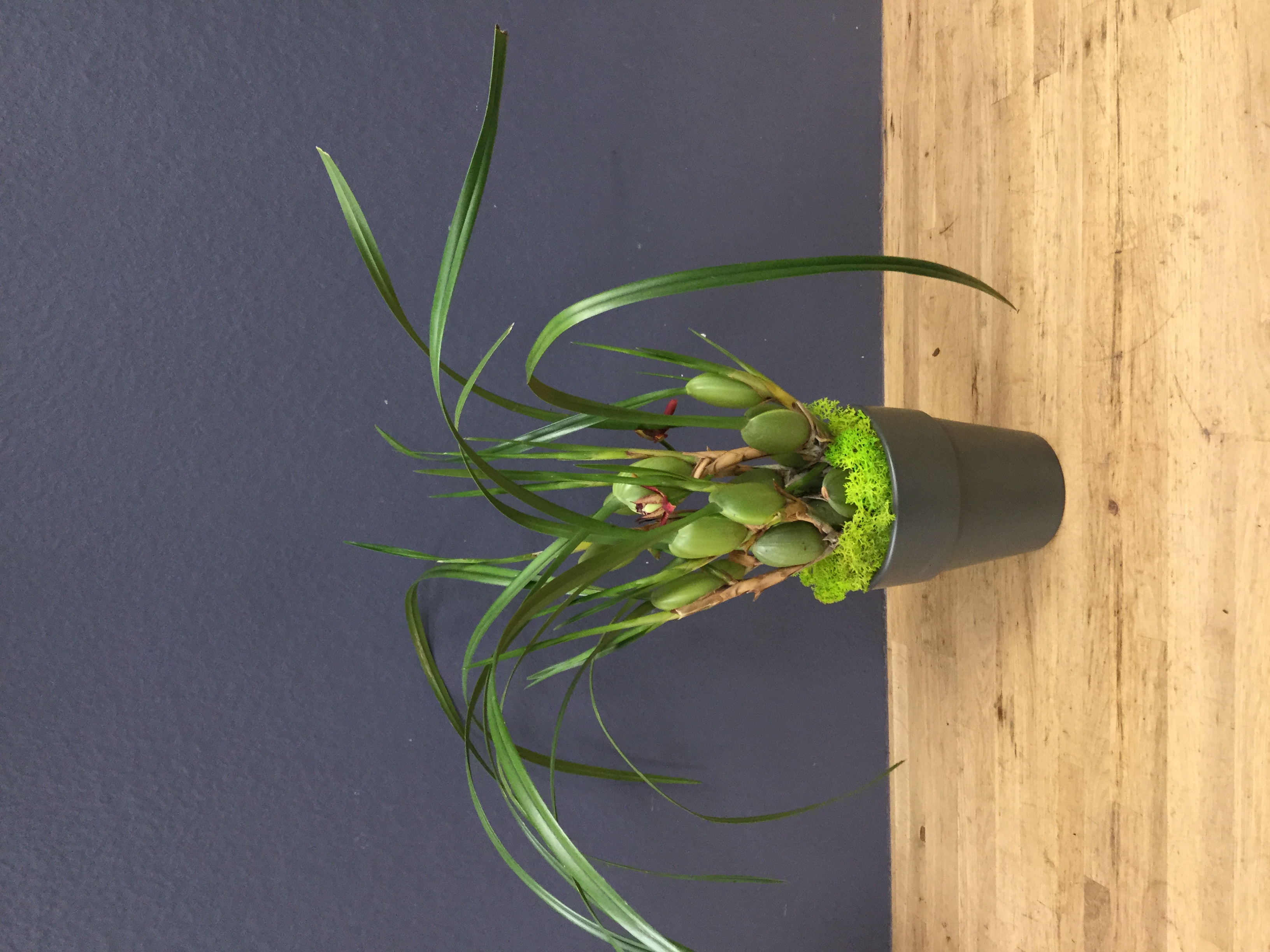 Maxillaria tenuifolia