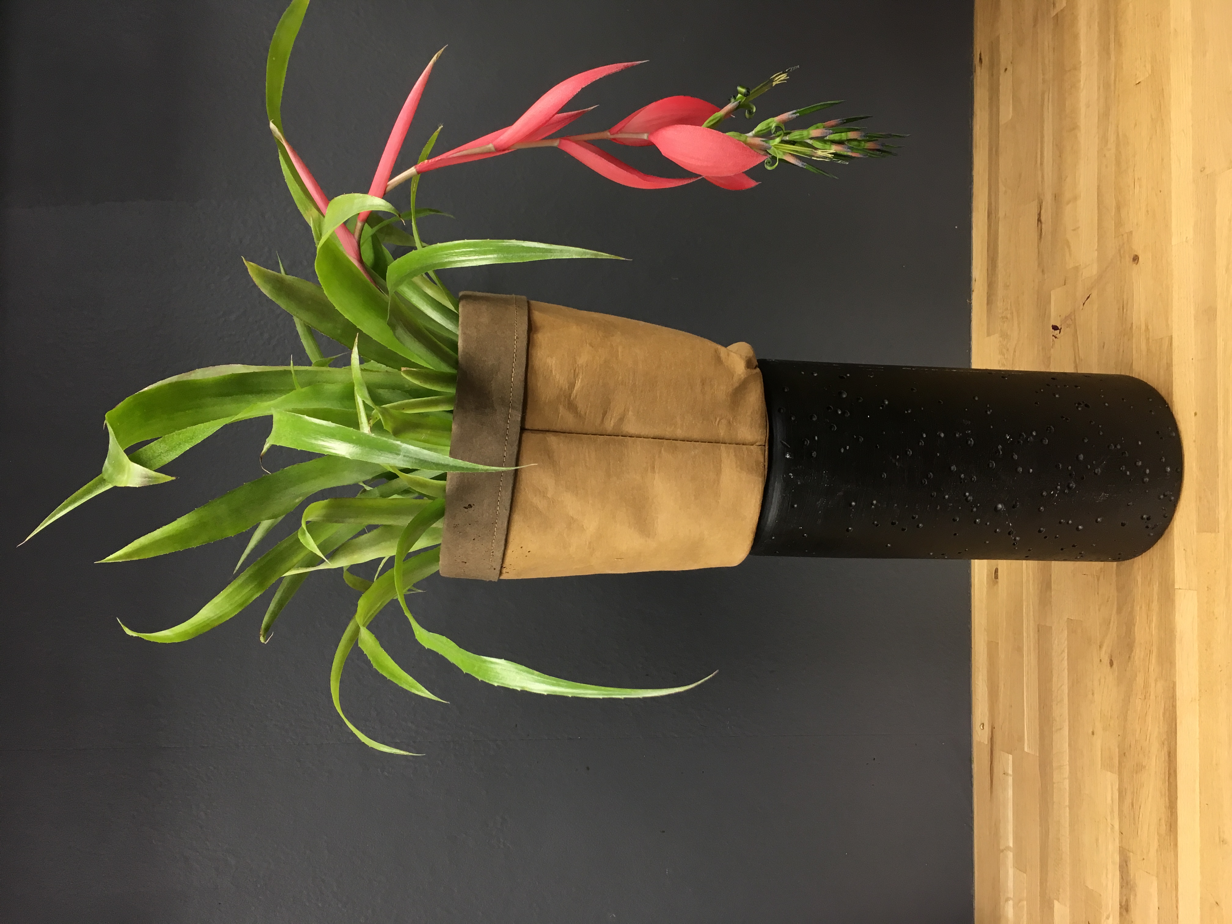 Billbergia nutans