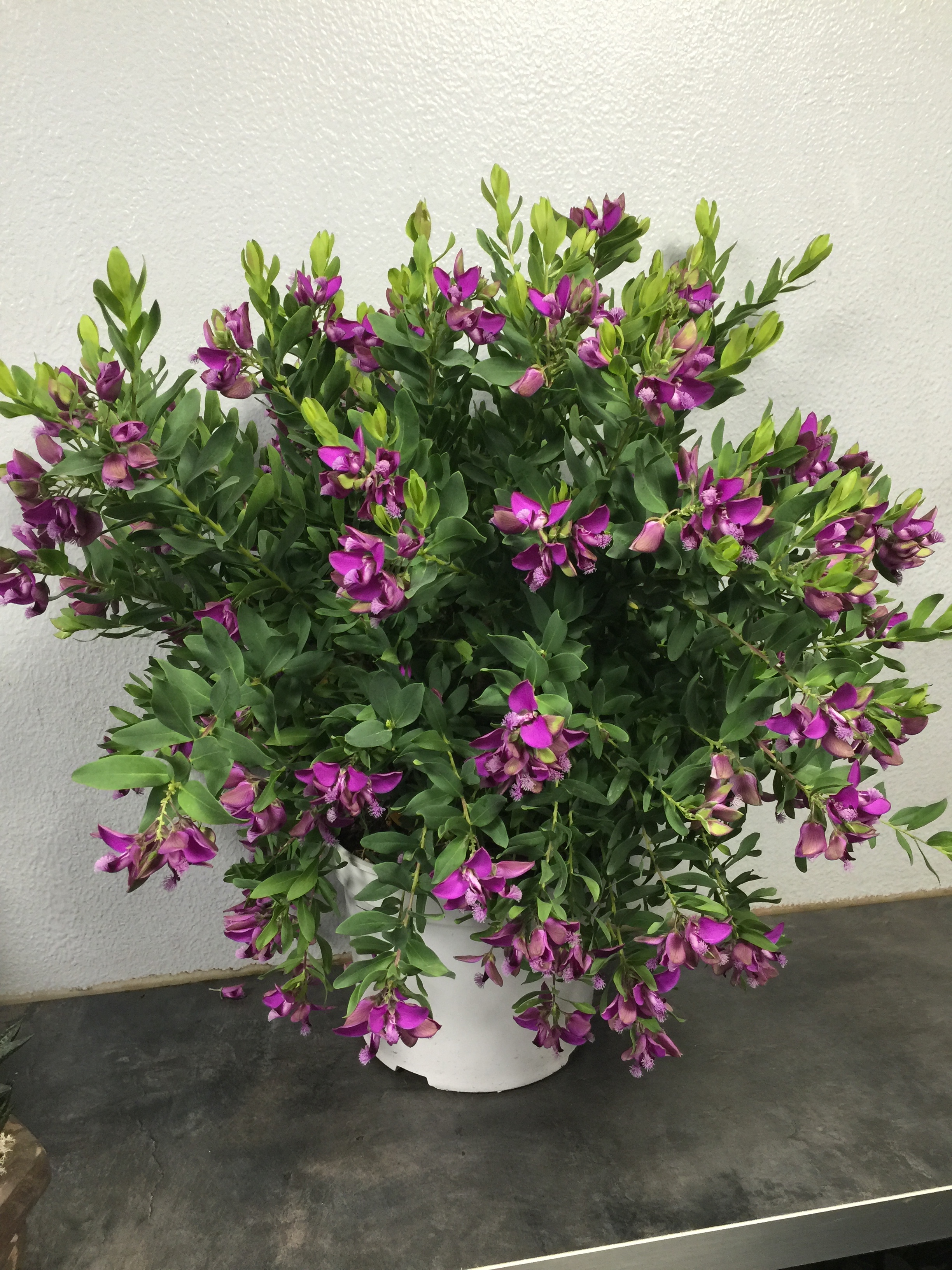 Polygala