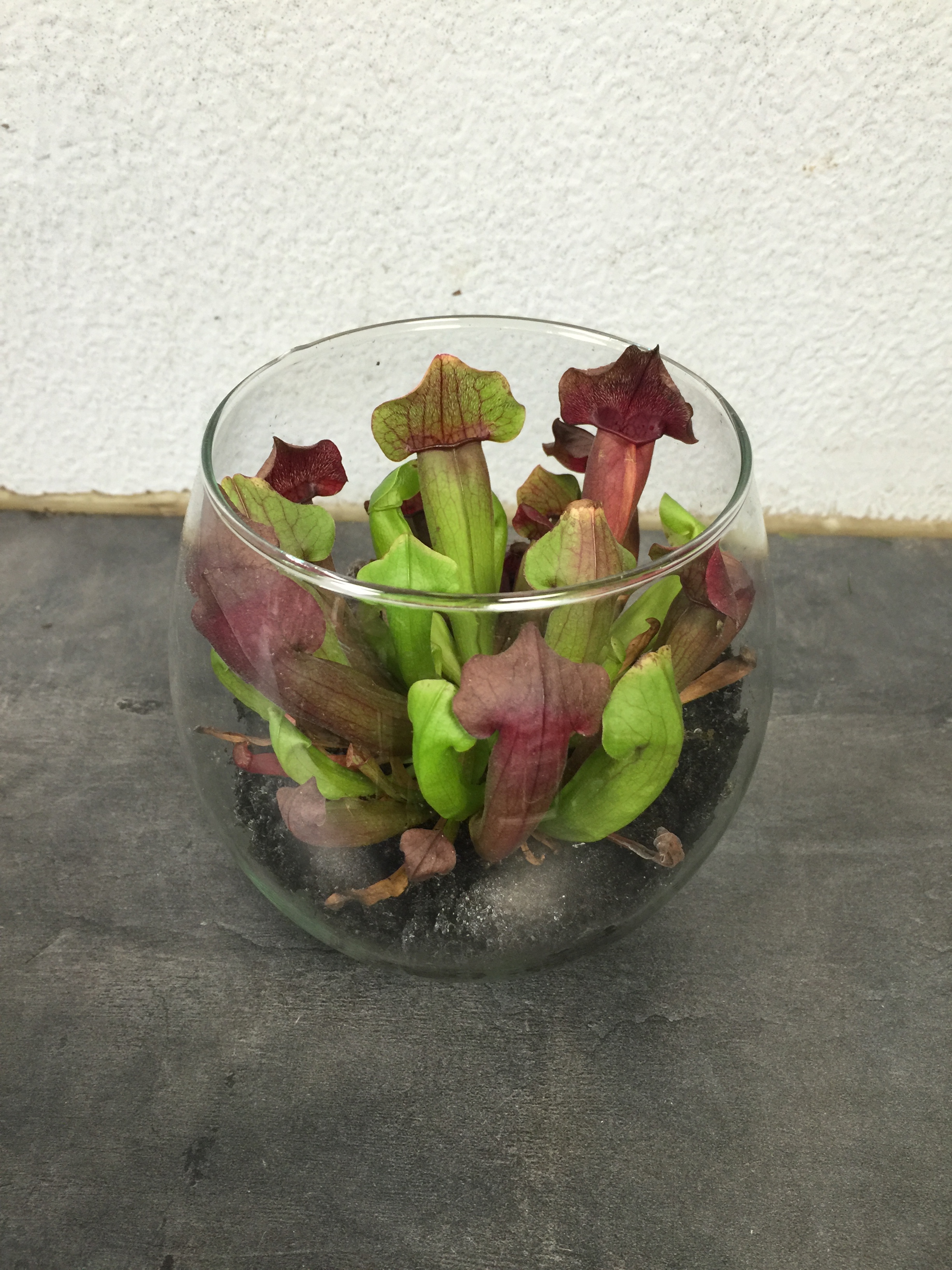 Sarracenia