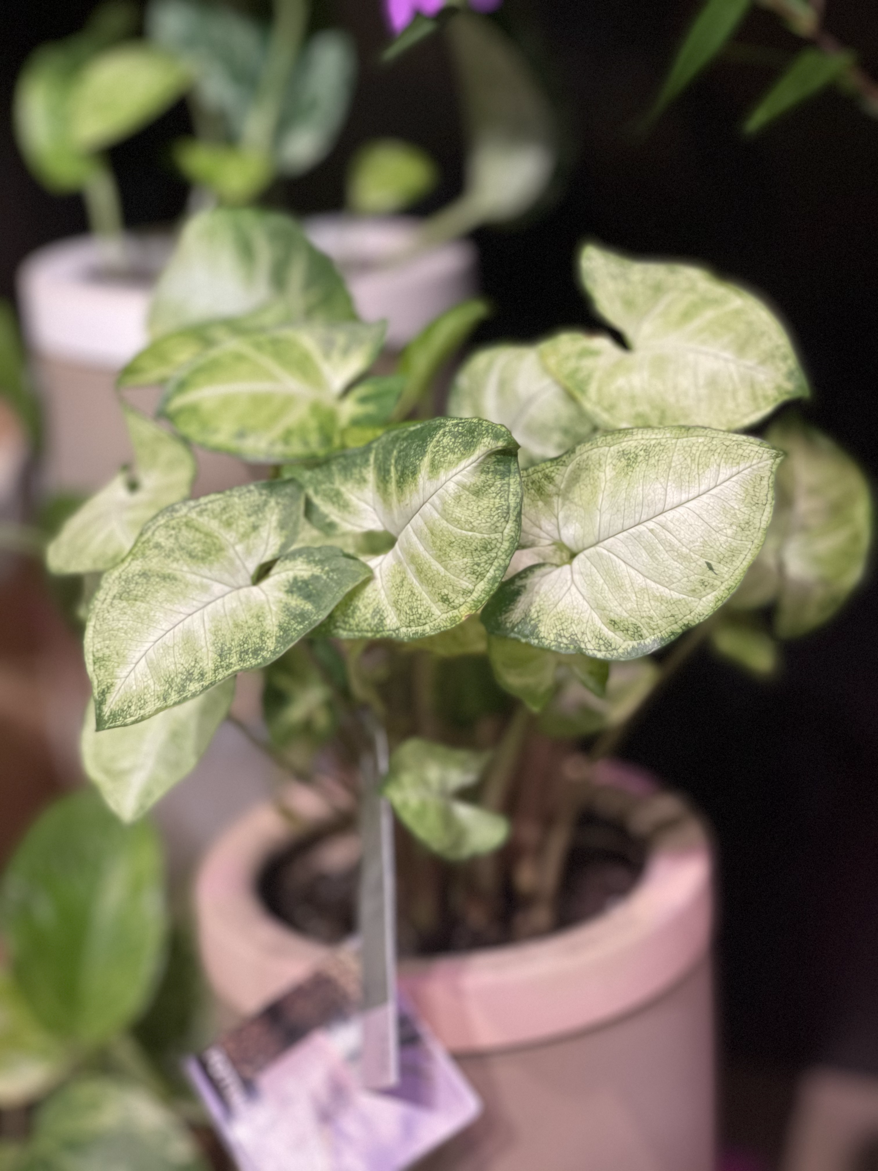 Syngonium