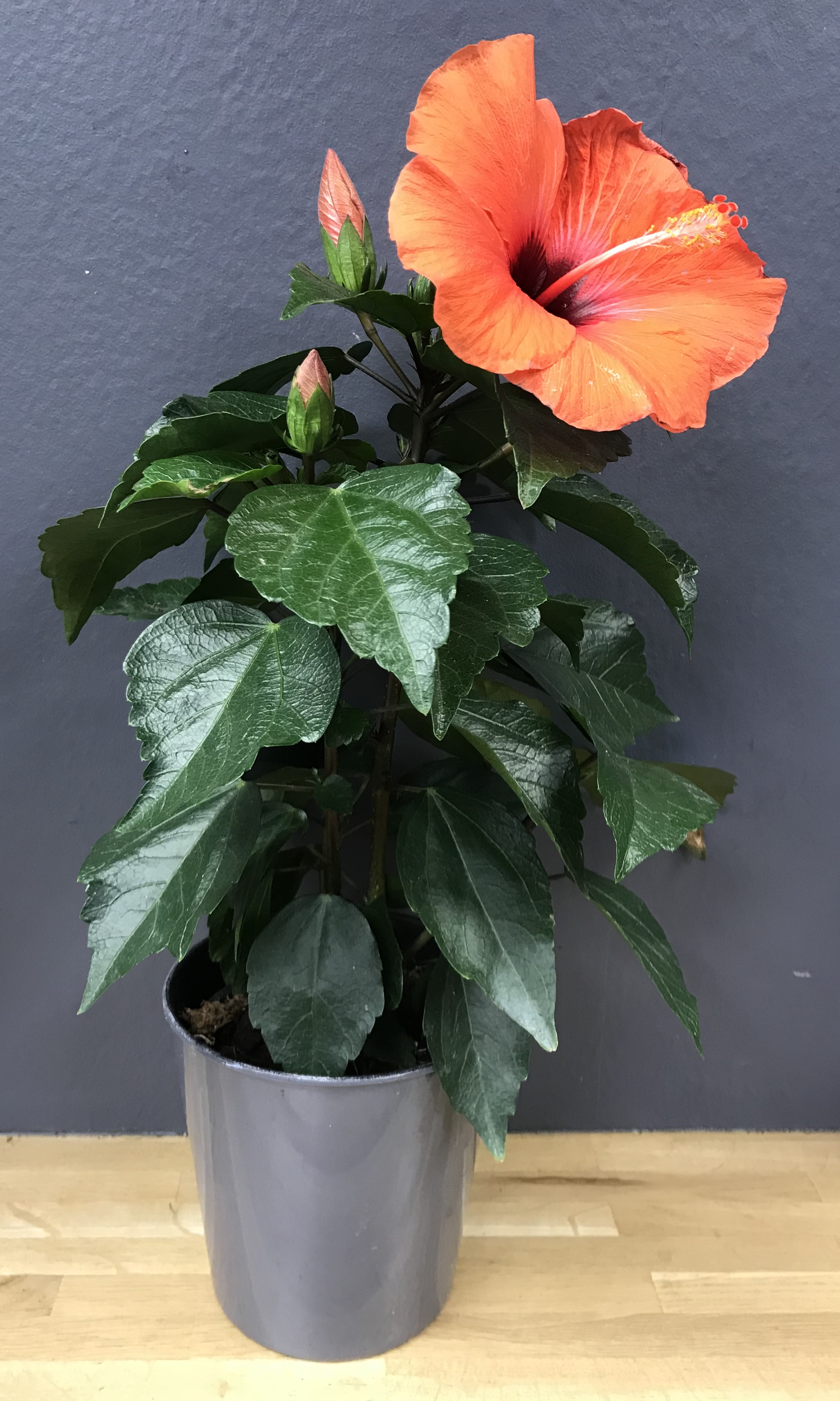 Hibiscus orarius