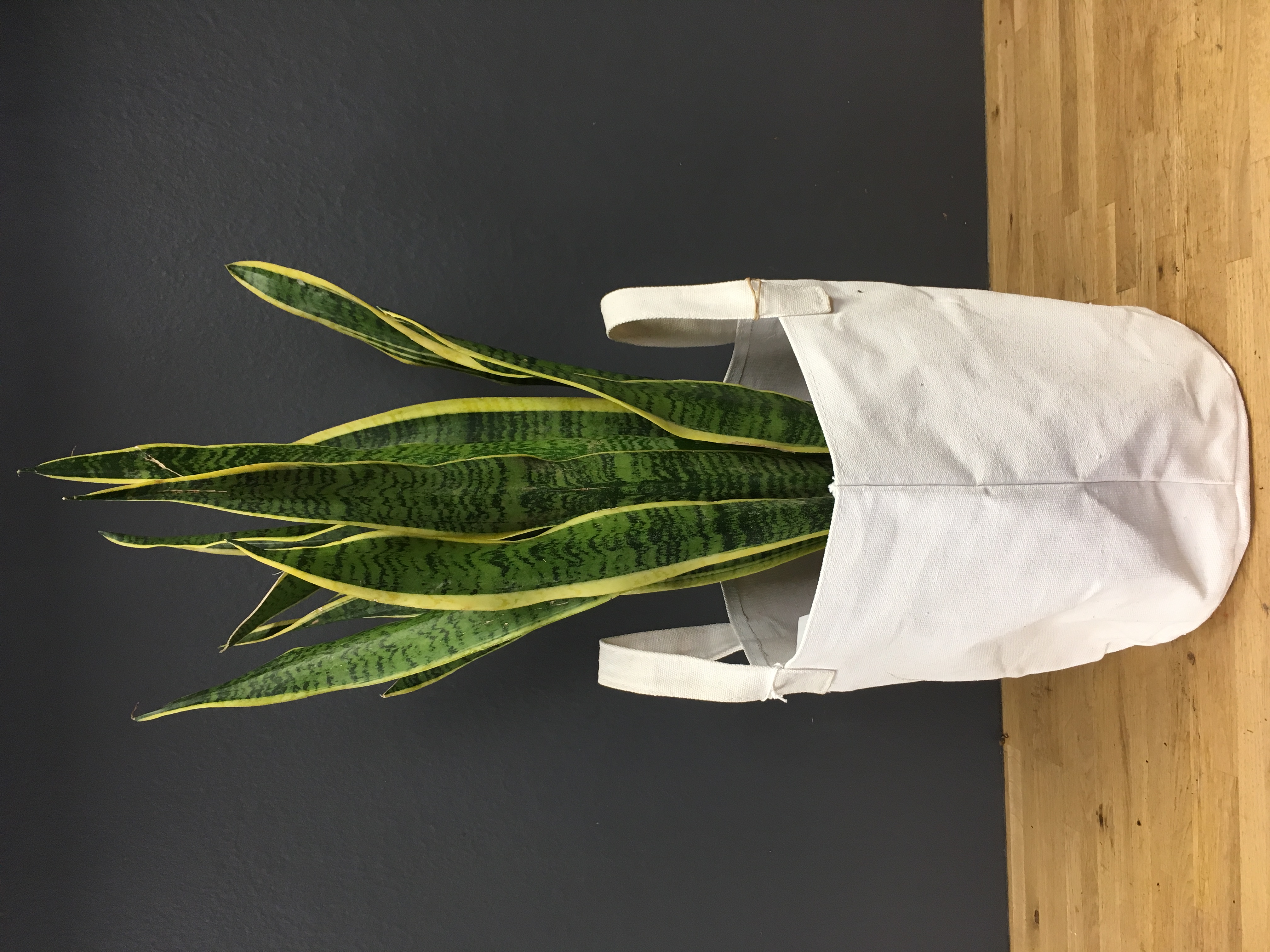 Sanserveria laurentii