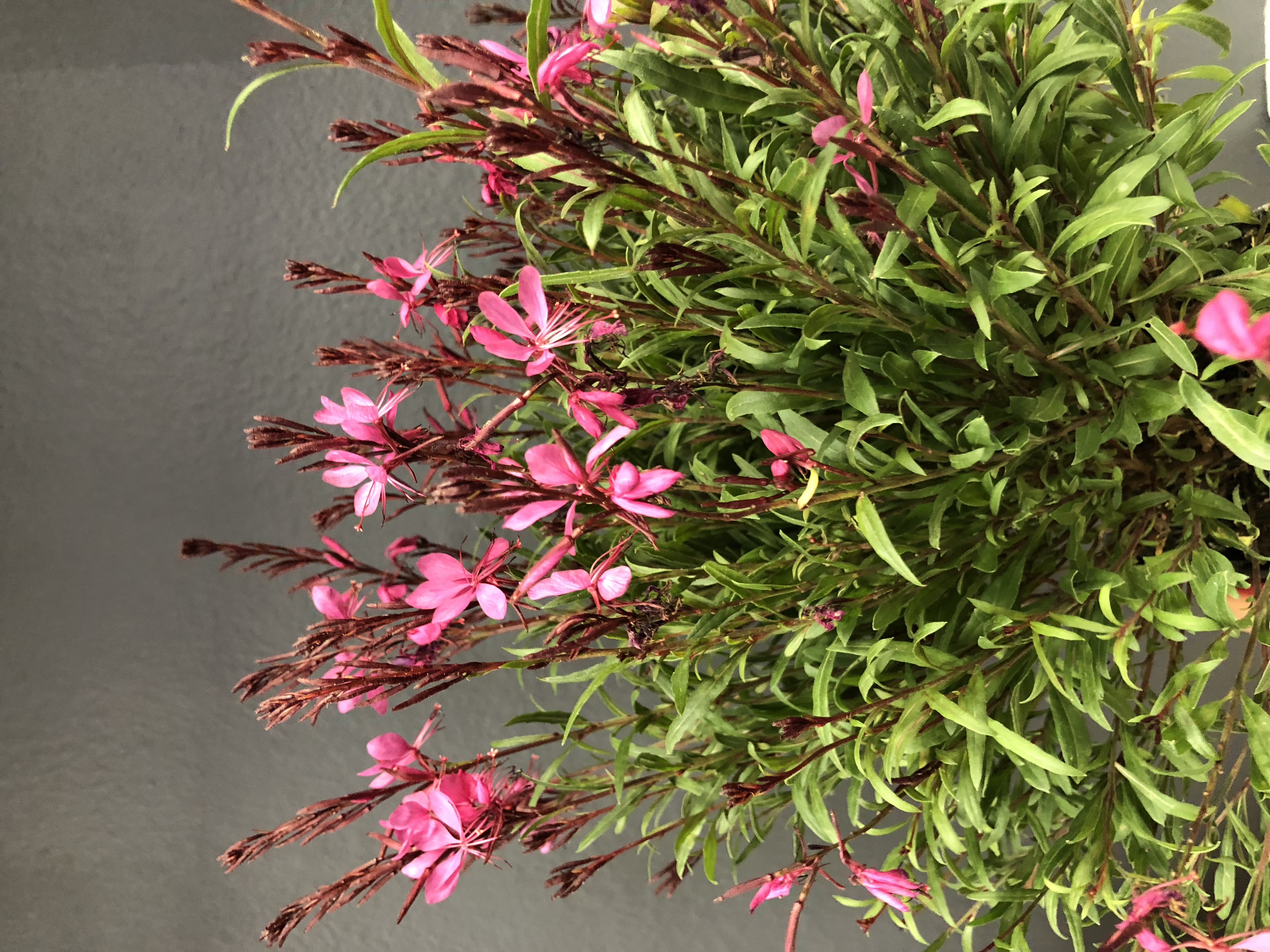 Gaura