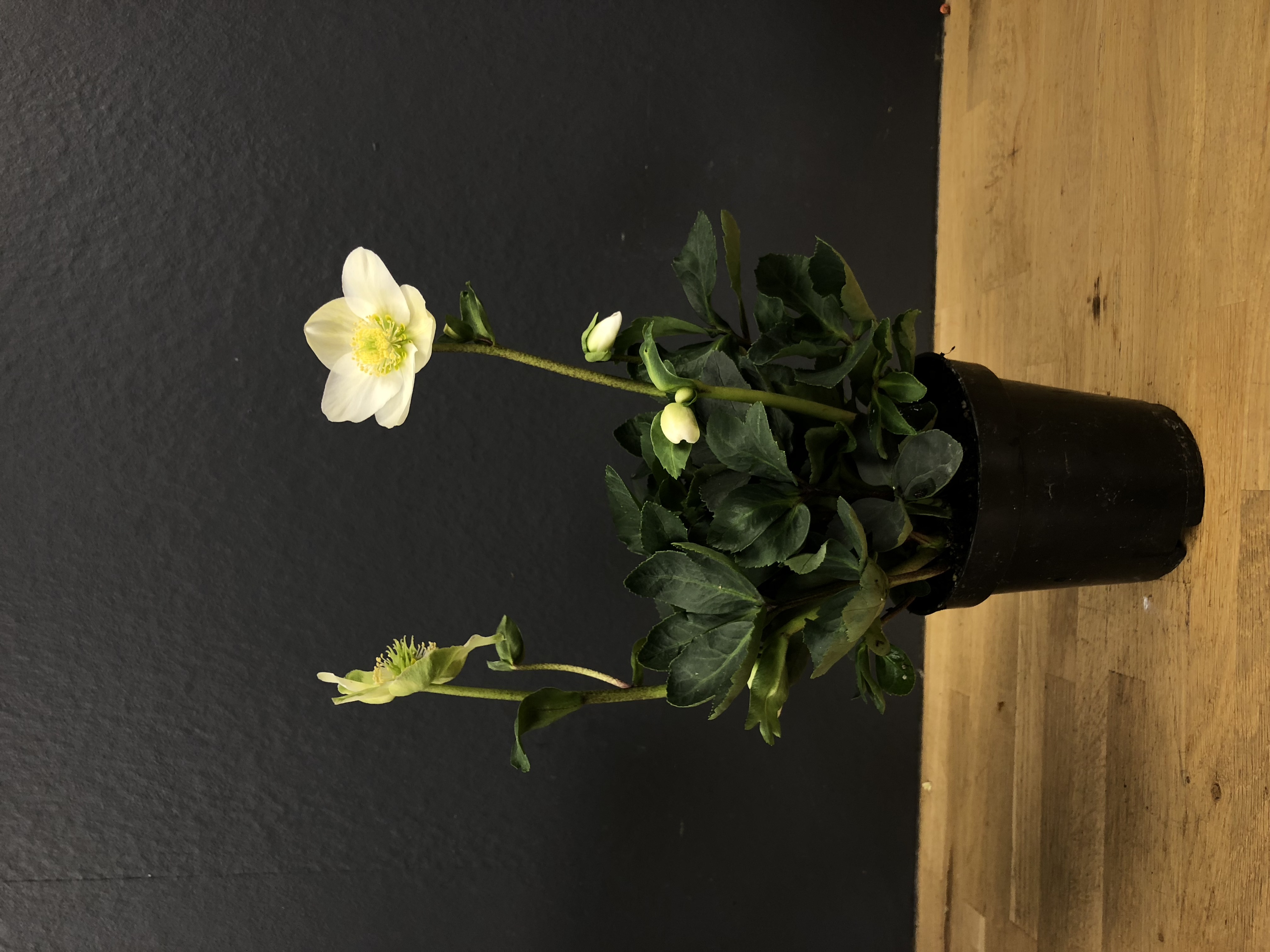 Hellebore (rose de Noël)
