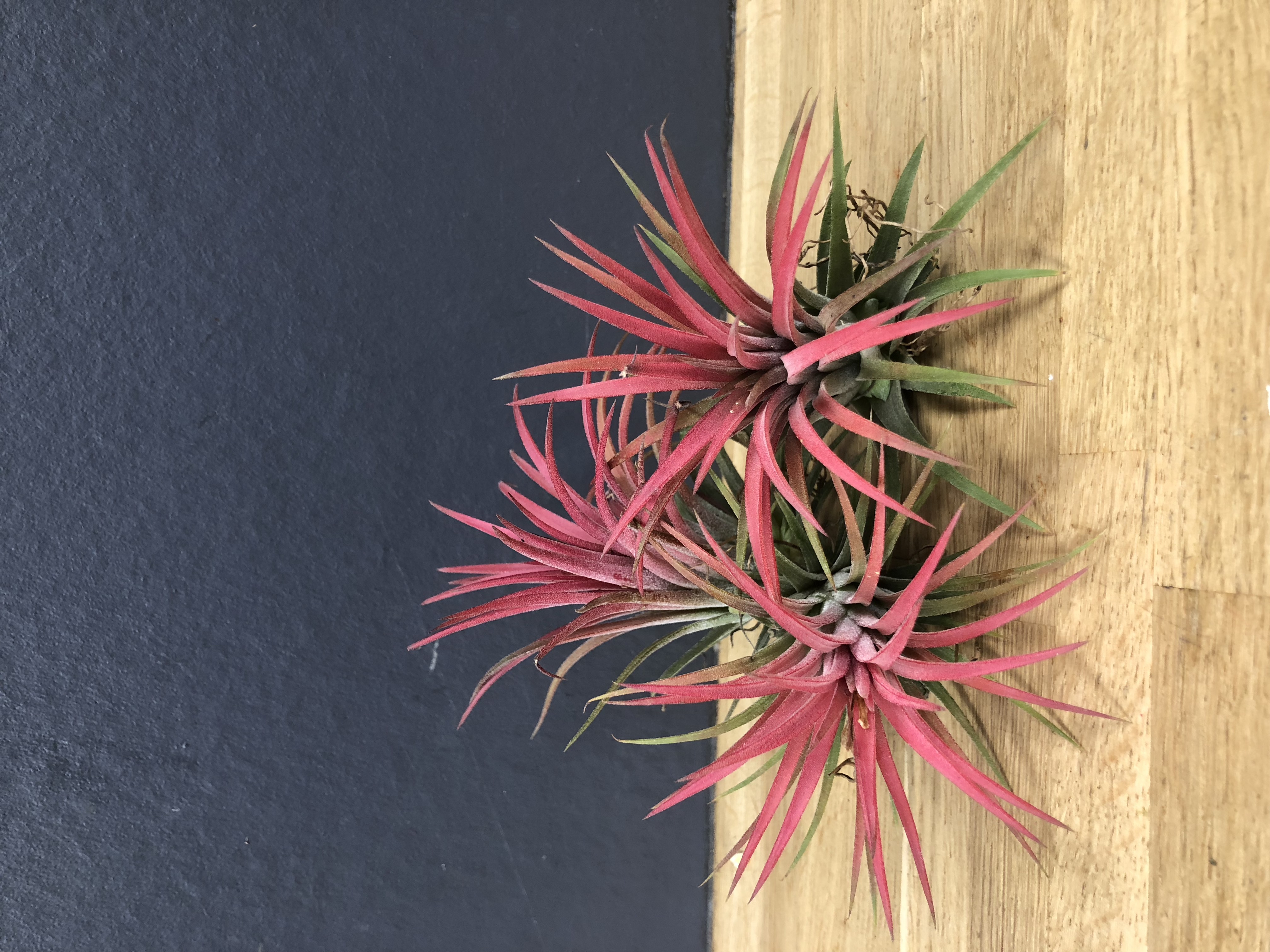 Tillandsia ionantha