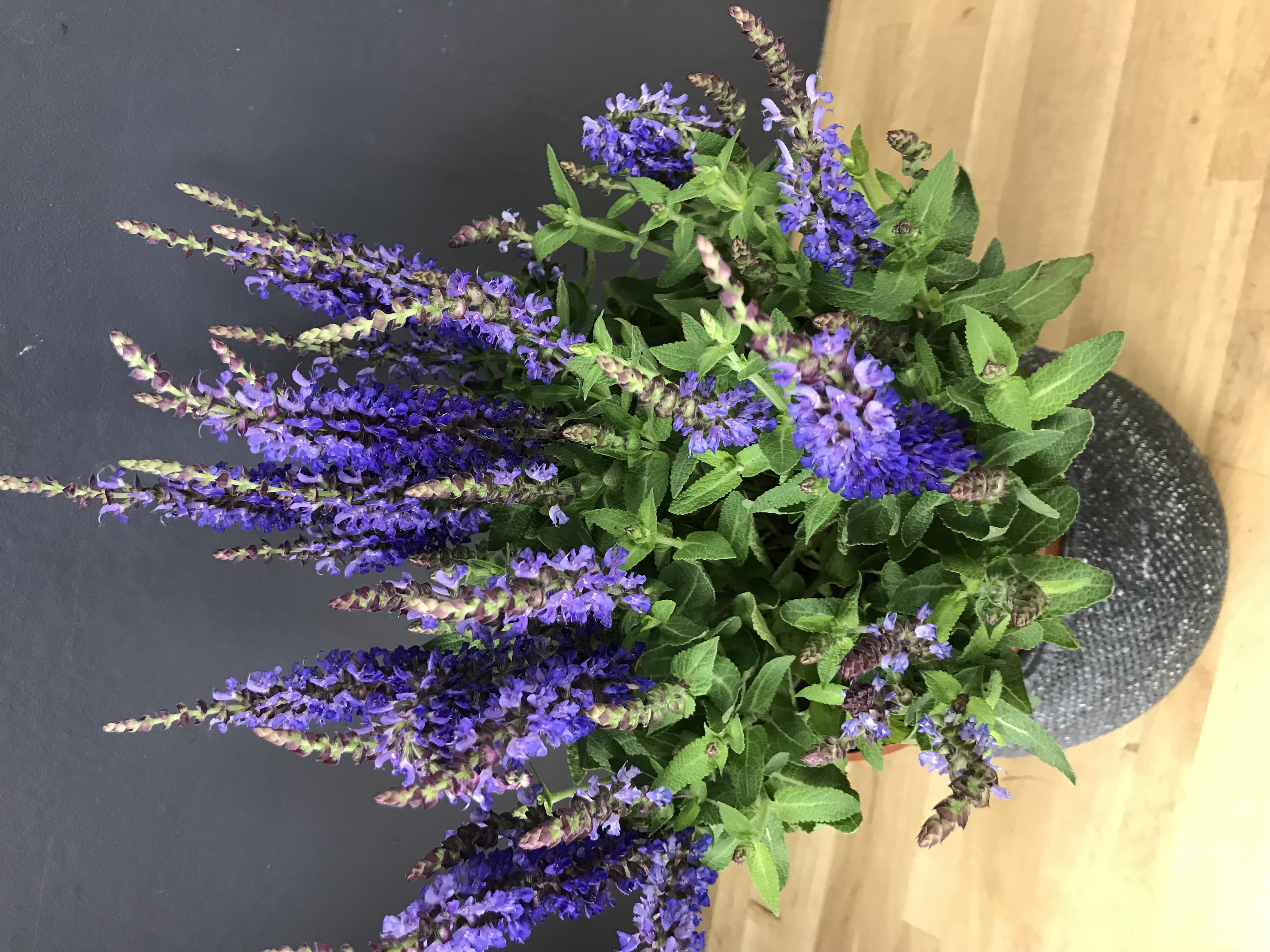 Salvia nemorosa (sauge)