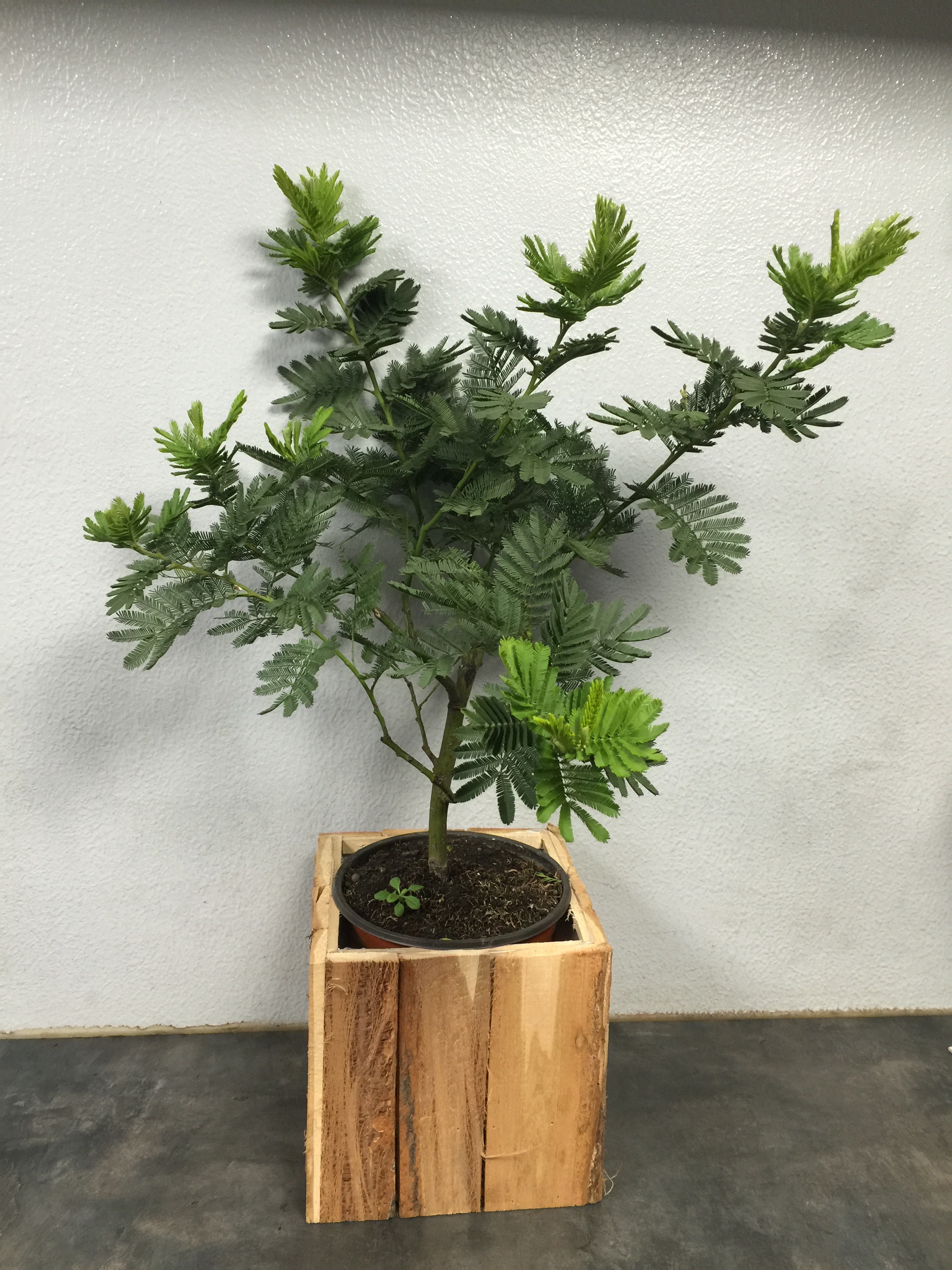 Mimosa