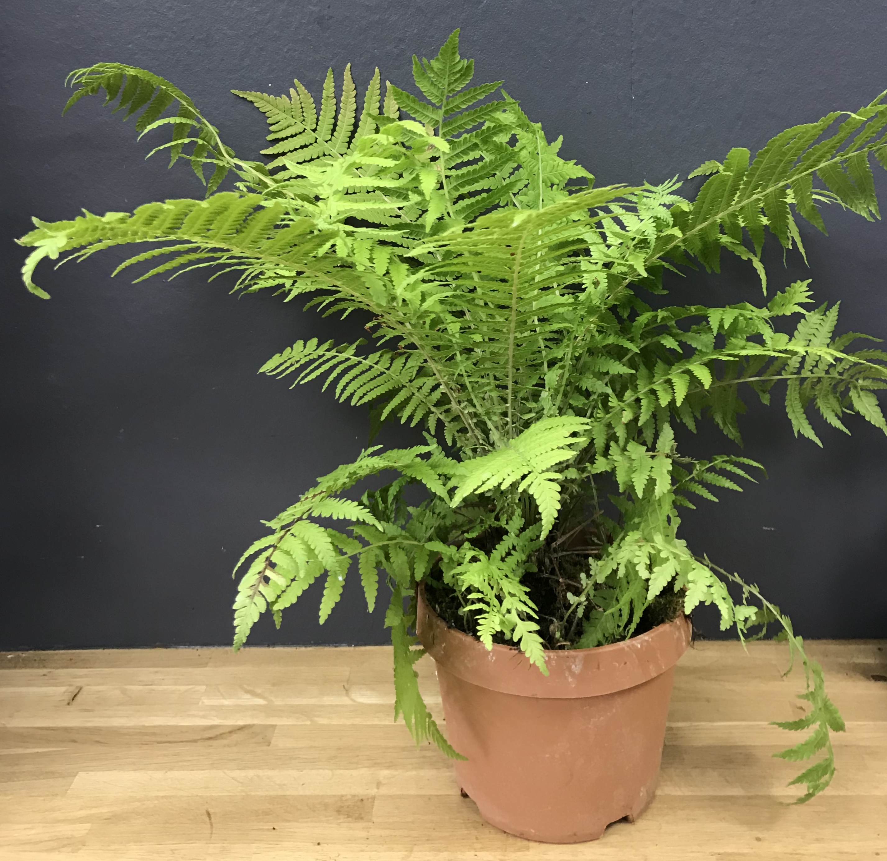 Dryopteris Marginalis (fougère)