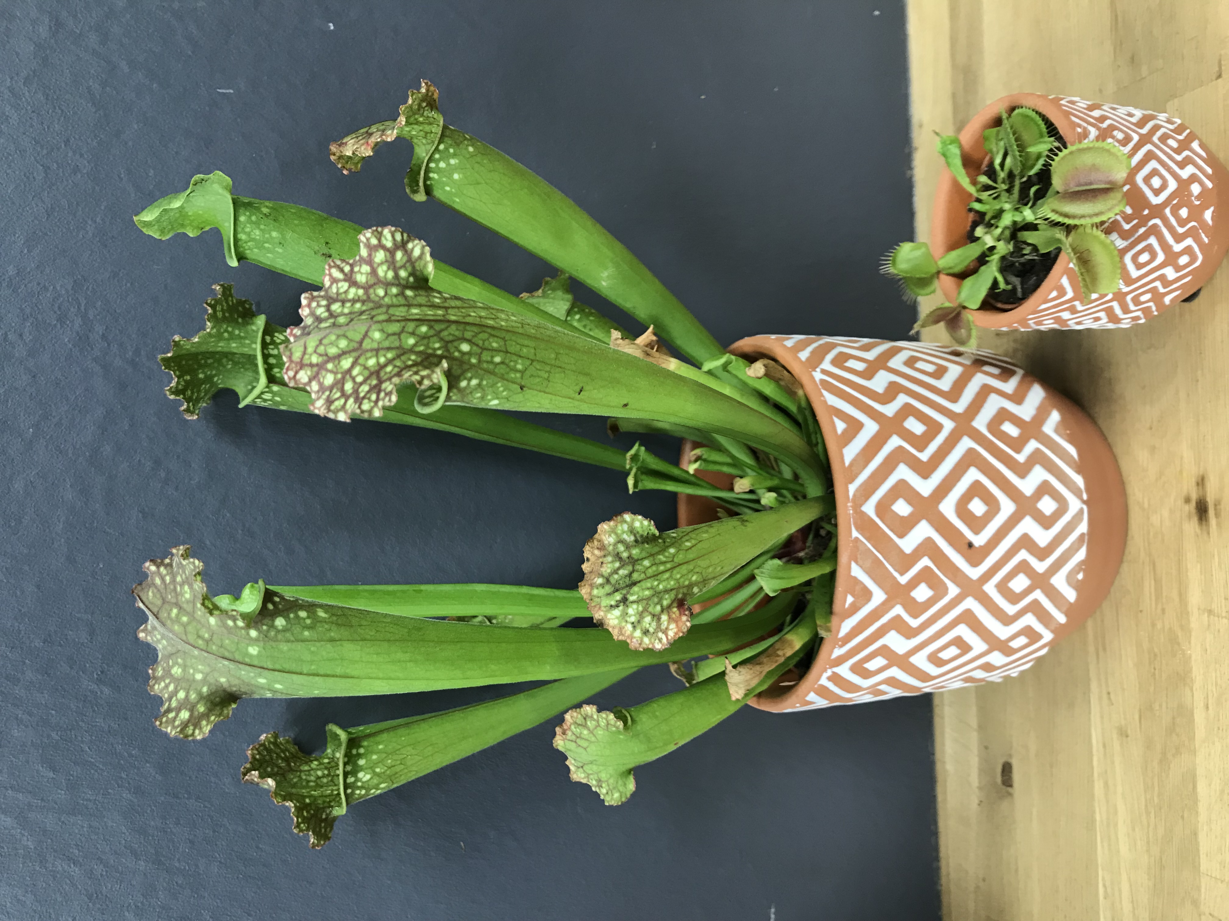 Sarracenia flava