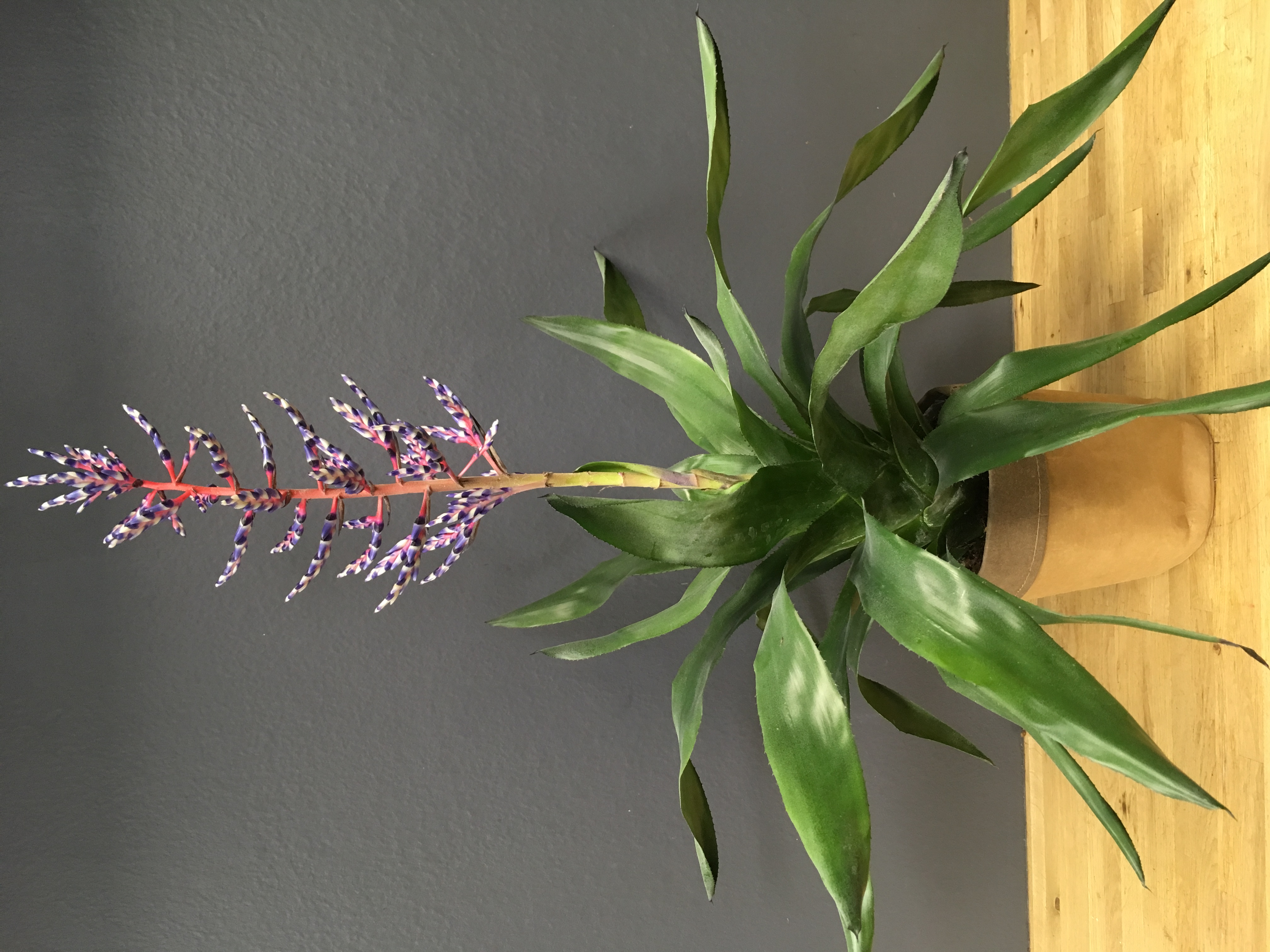 Aechmea "blue rain"