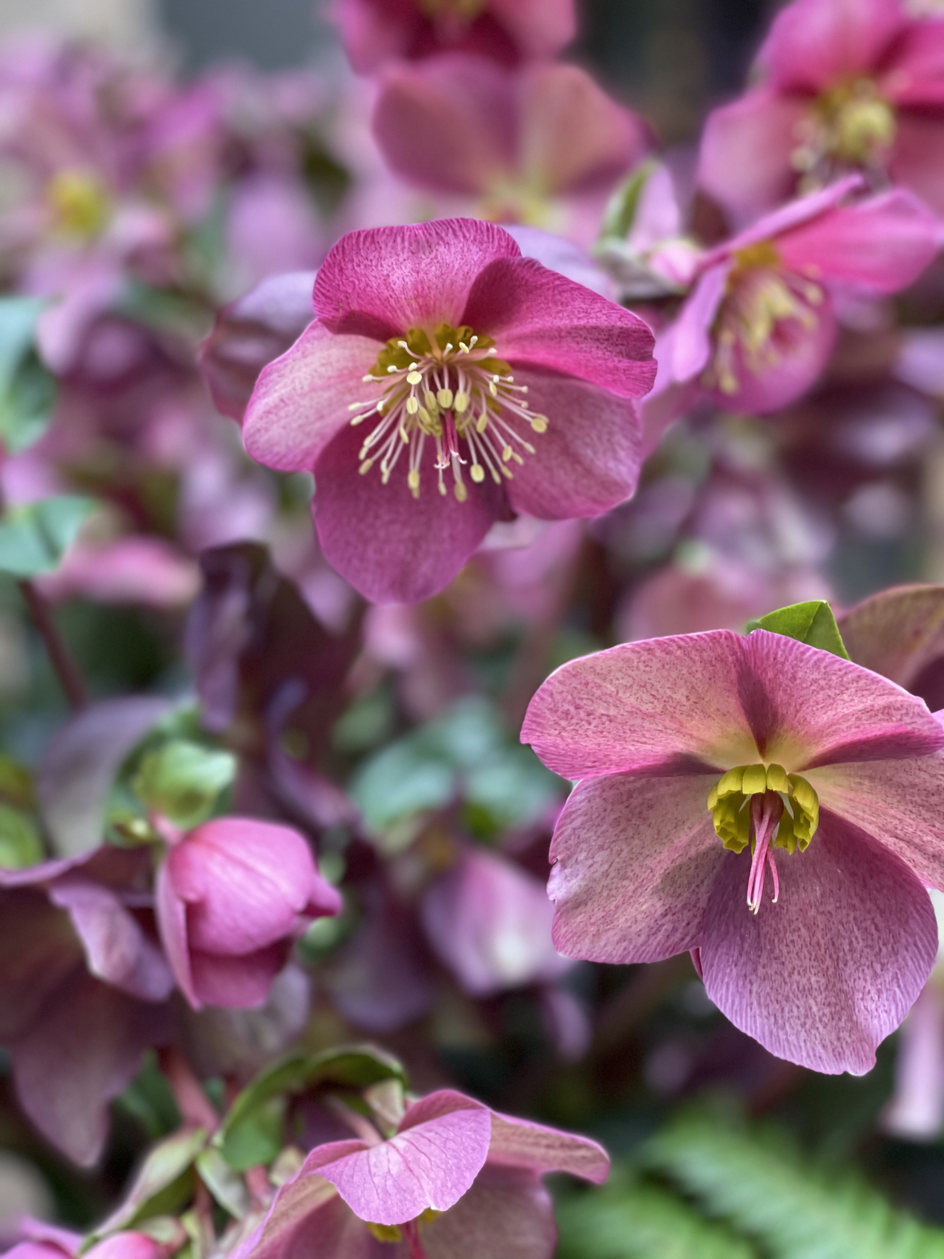 Hellebore (rose de noël)