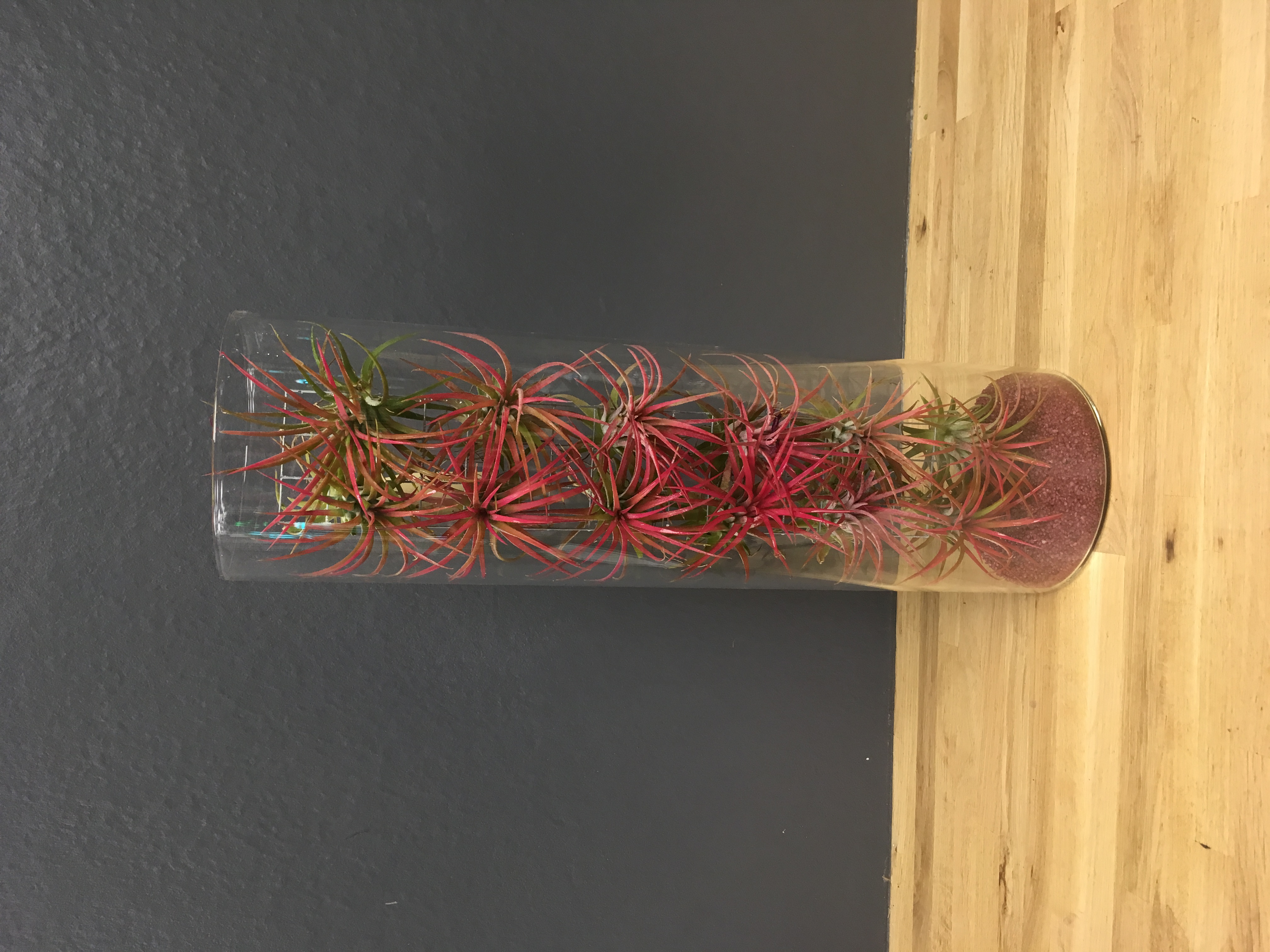 Tillandsia ionatha