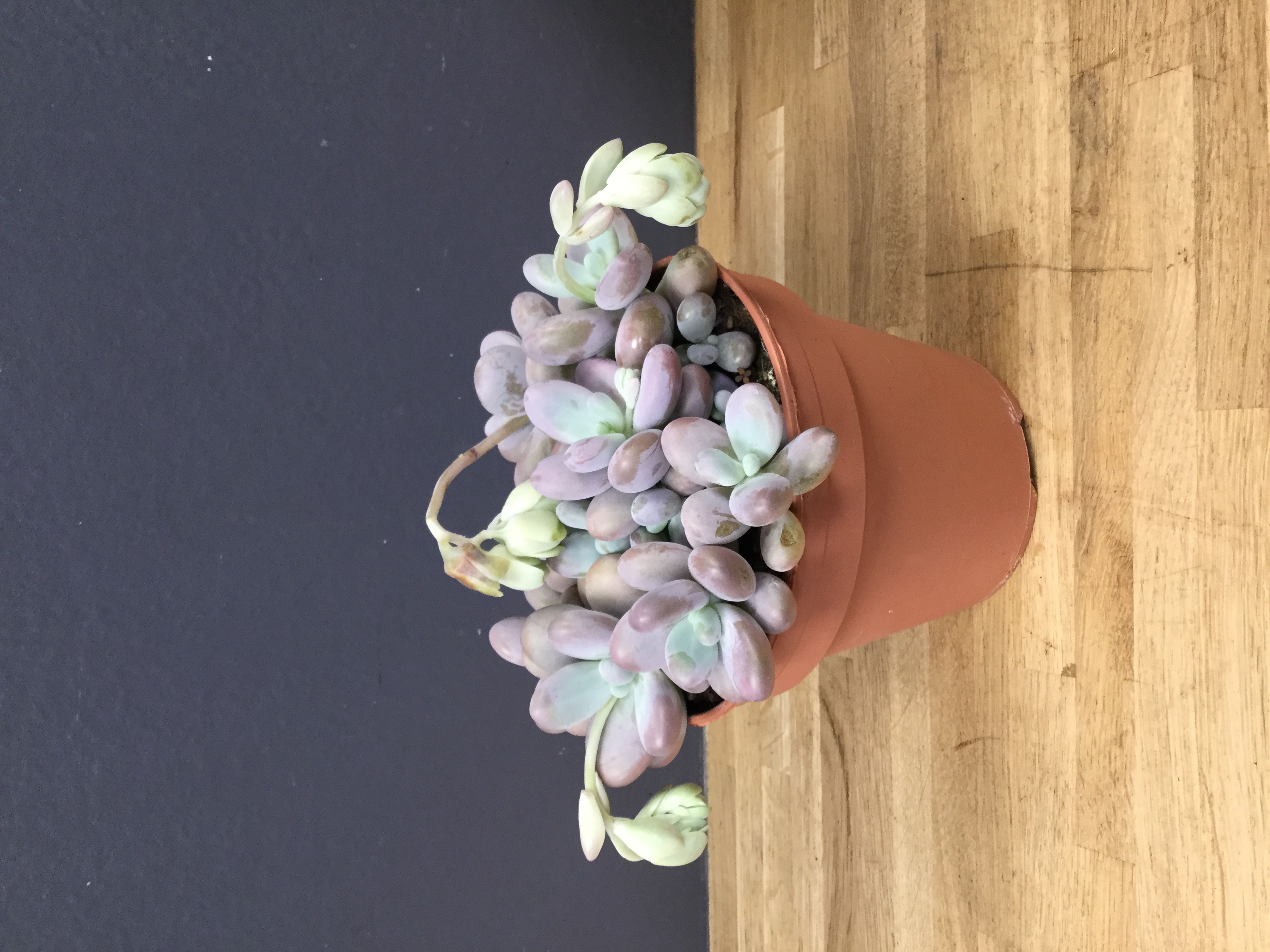 Pachyphytum oviferum