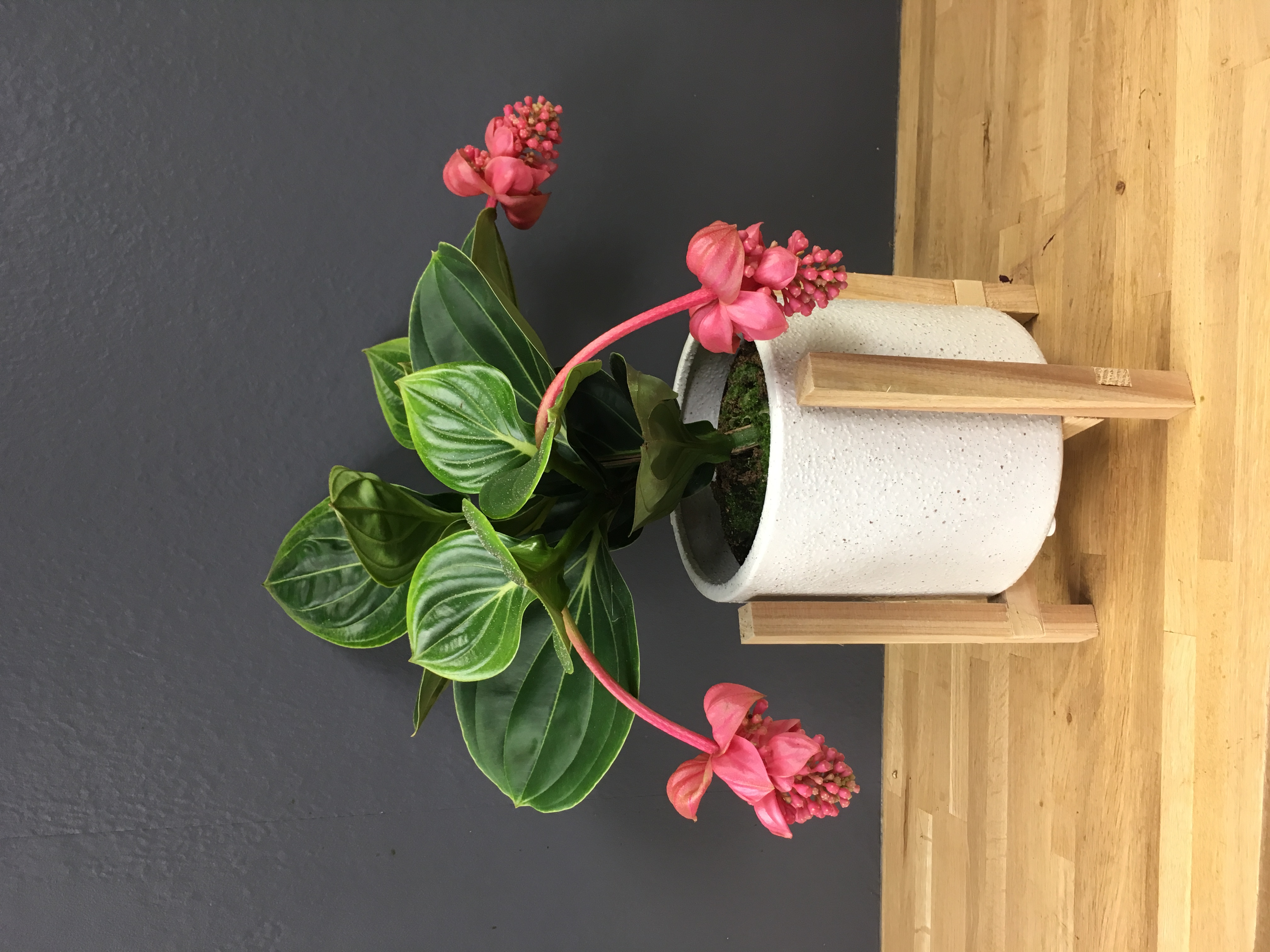 Medinilla Magnifica