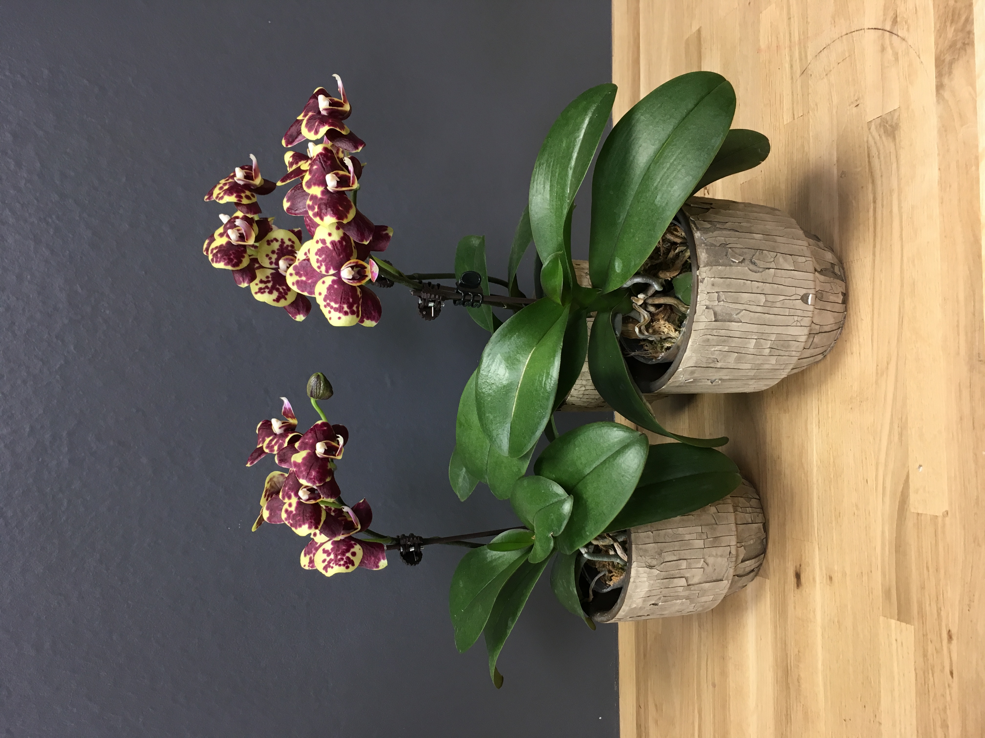 Phalaenopsis