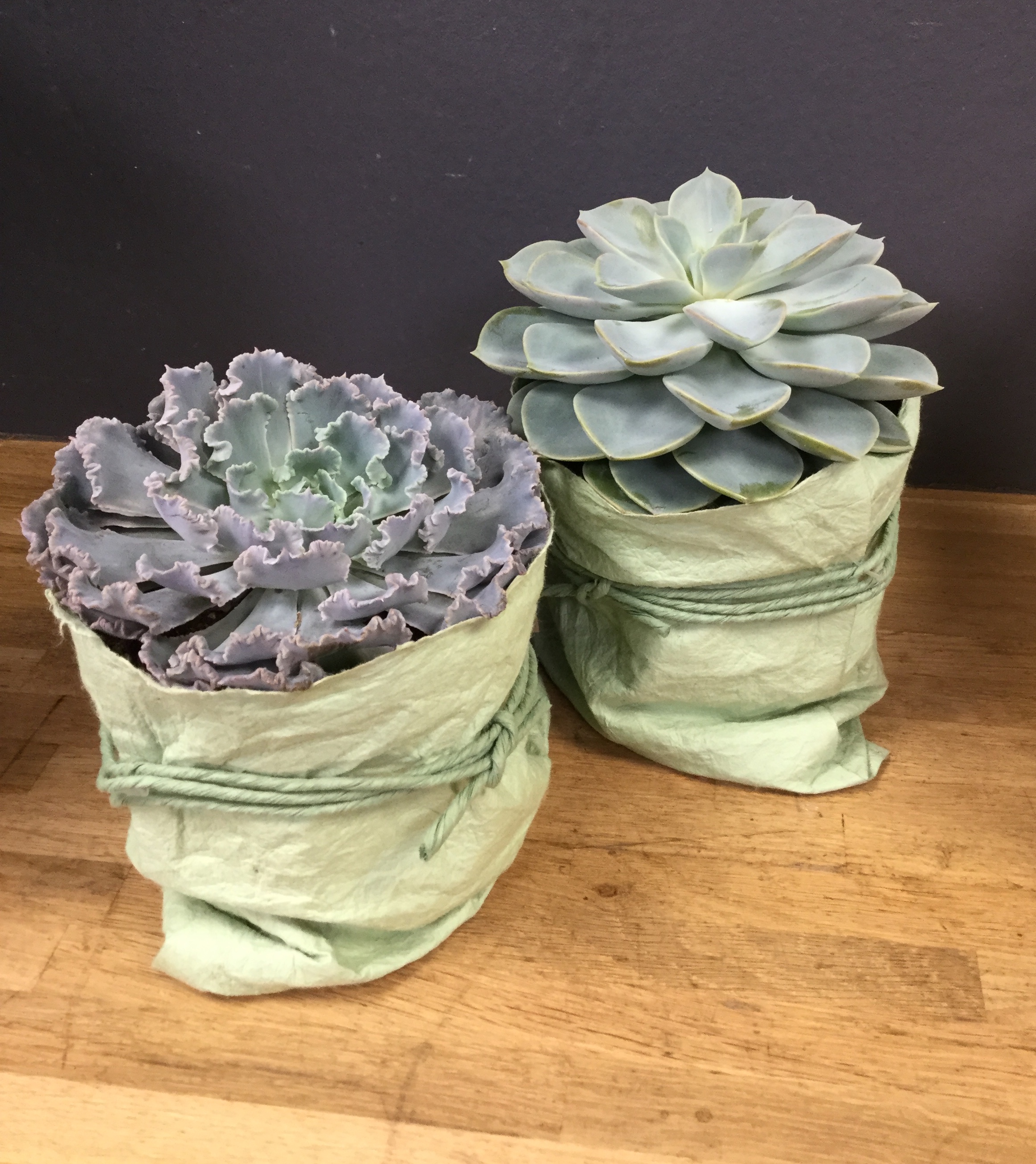 Echeveria