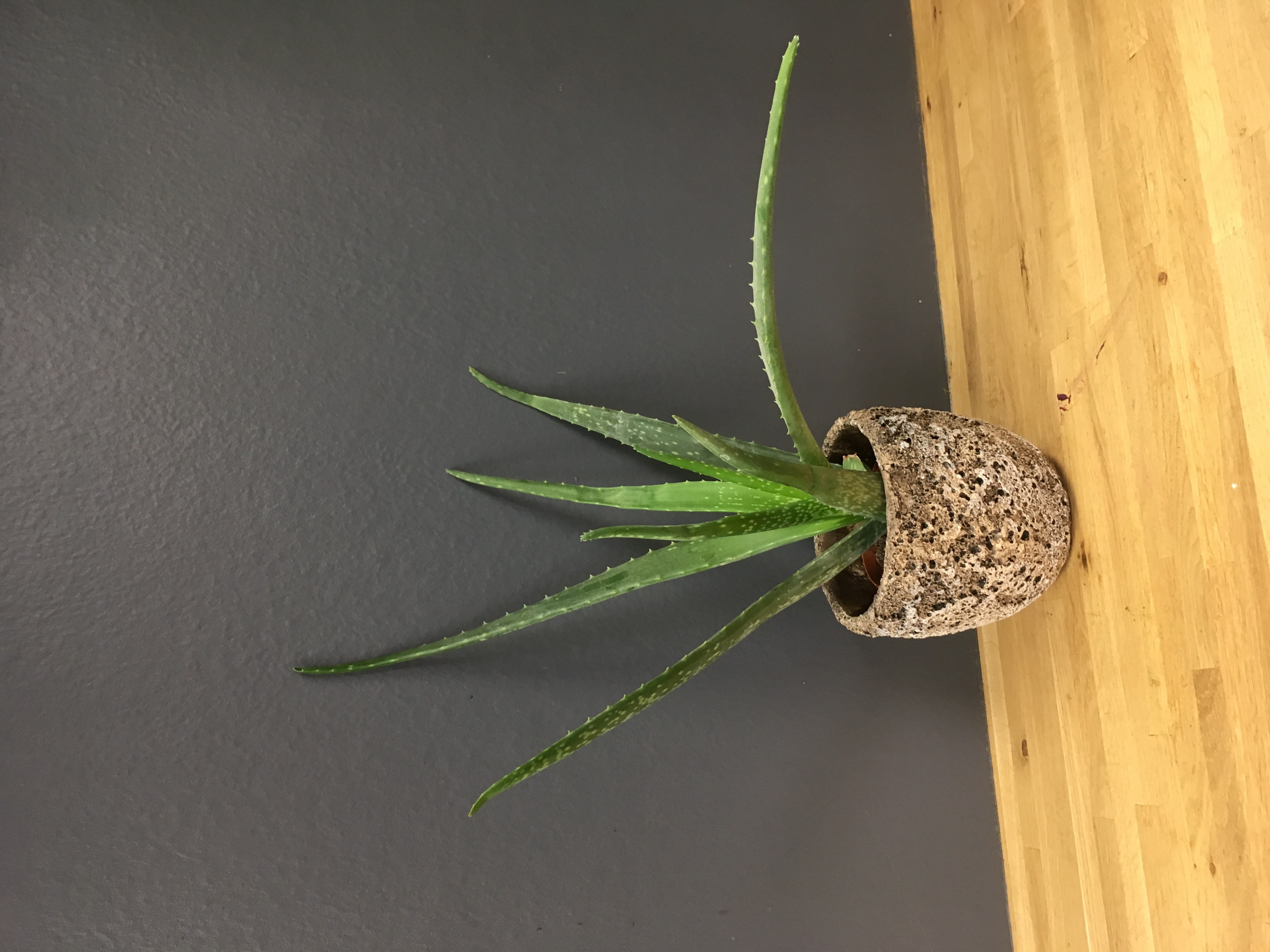 Aloe vera