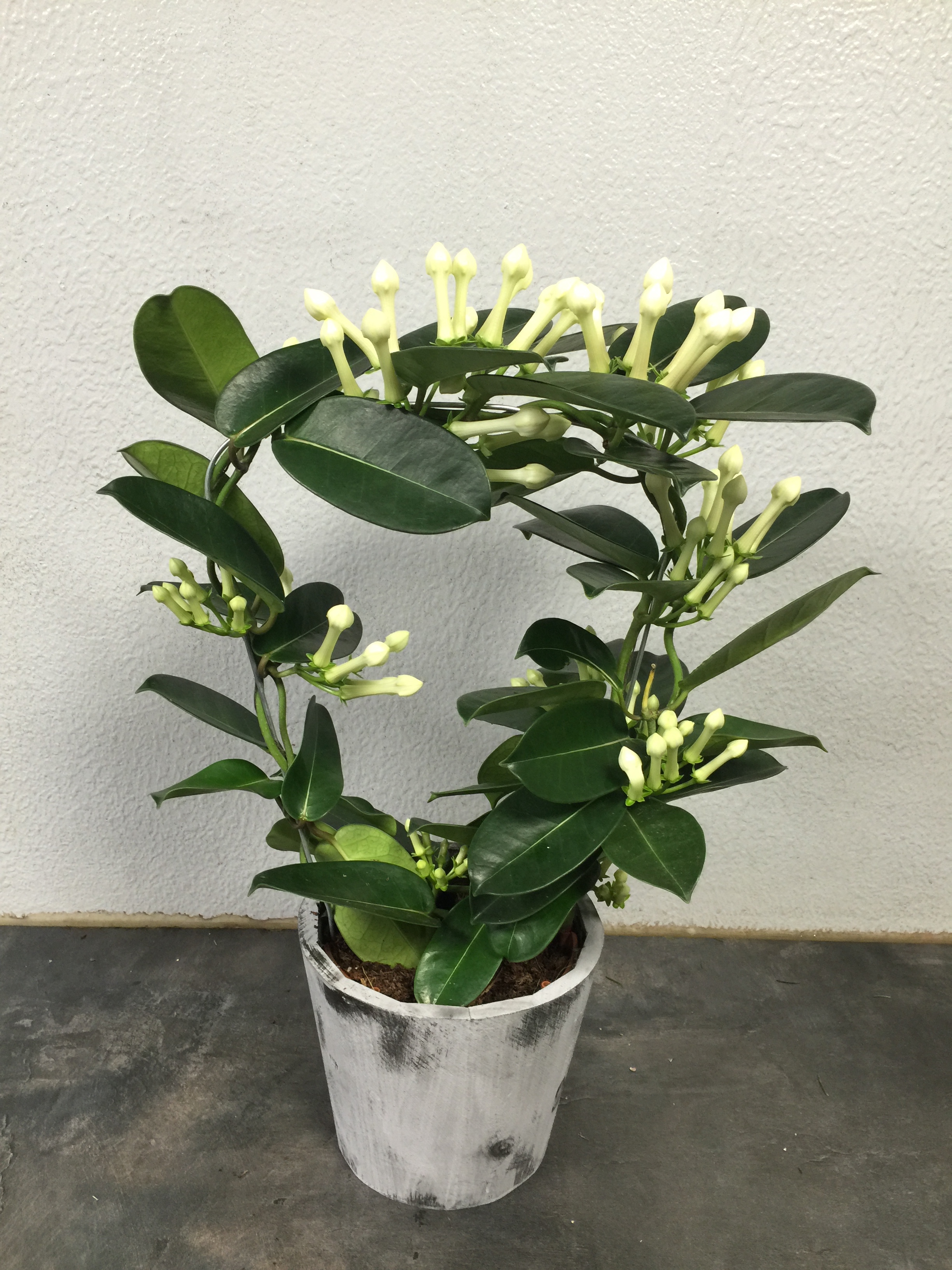 Stephanotis