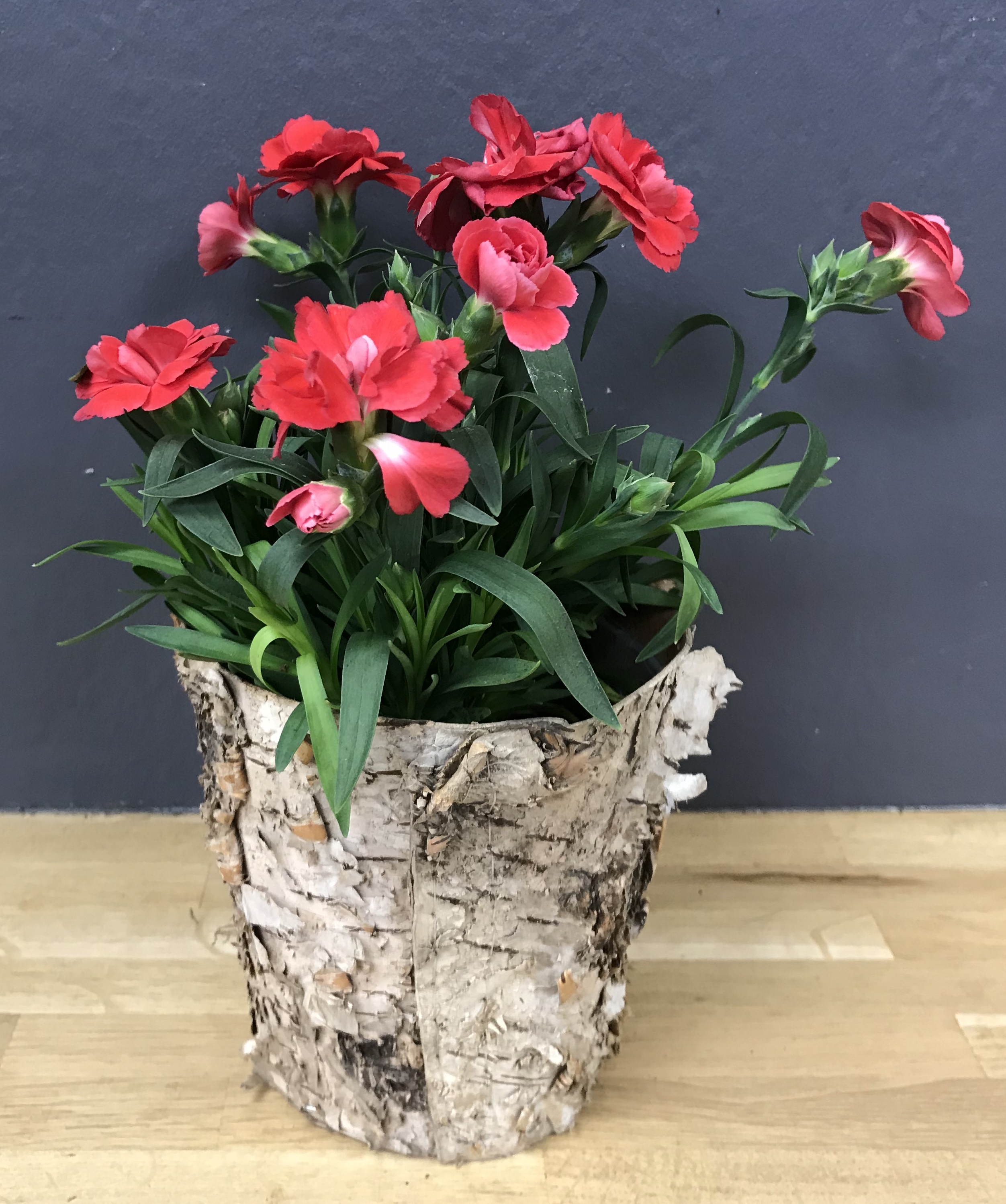 Dianthus caryophyllus (oeillet)