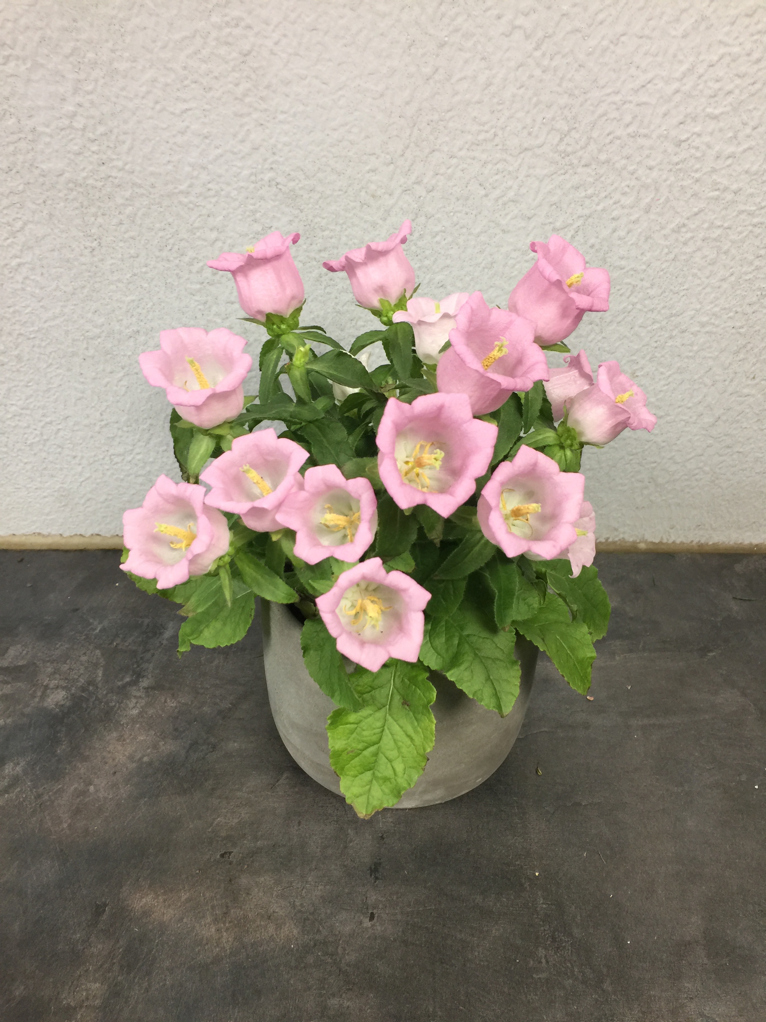 Campanule "carillon"