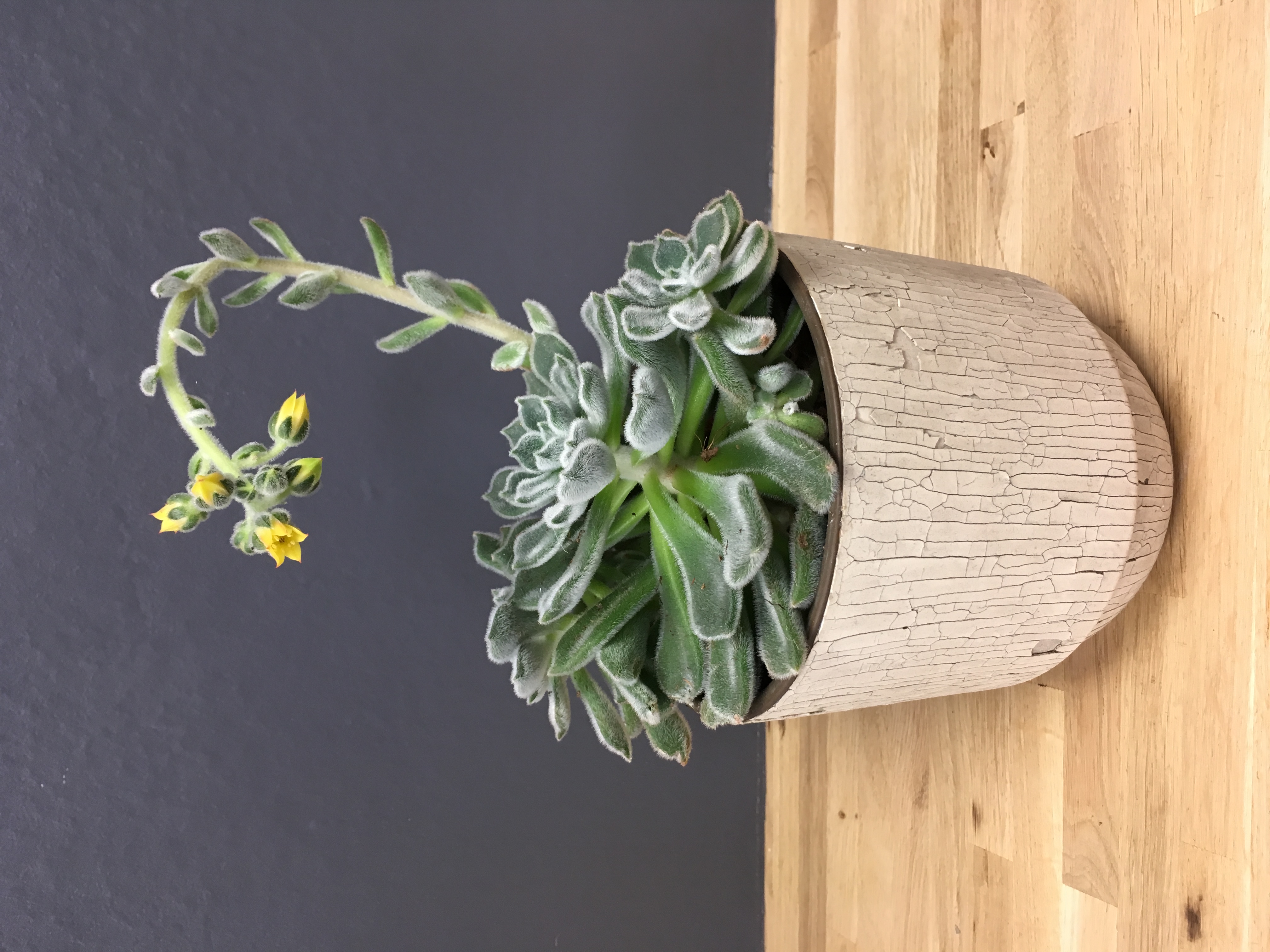 Echeveria setosa