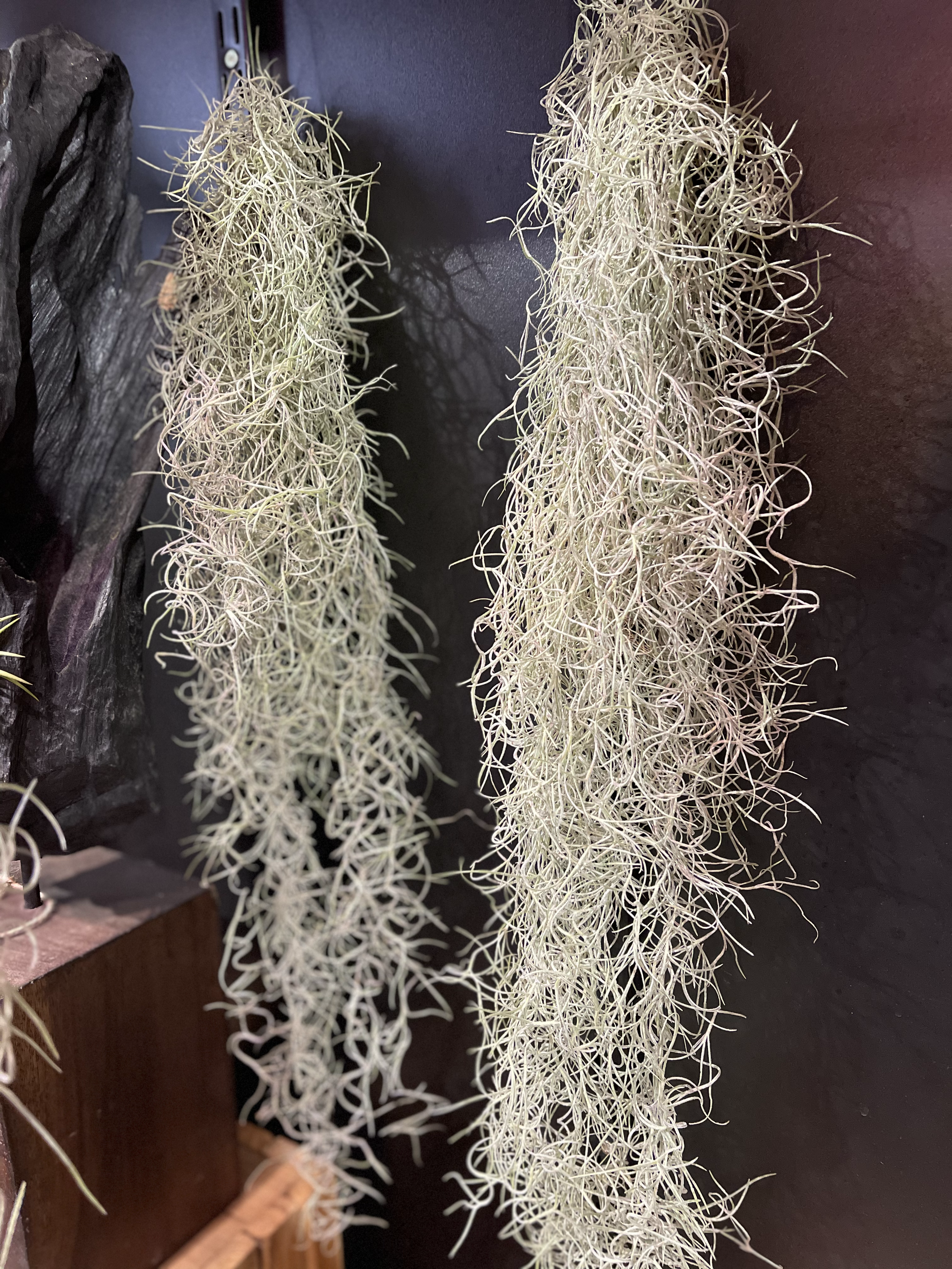 Tillandsia usnoides