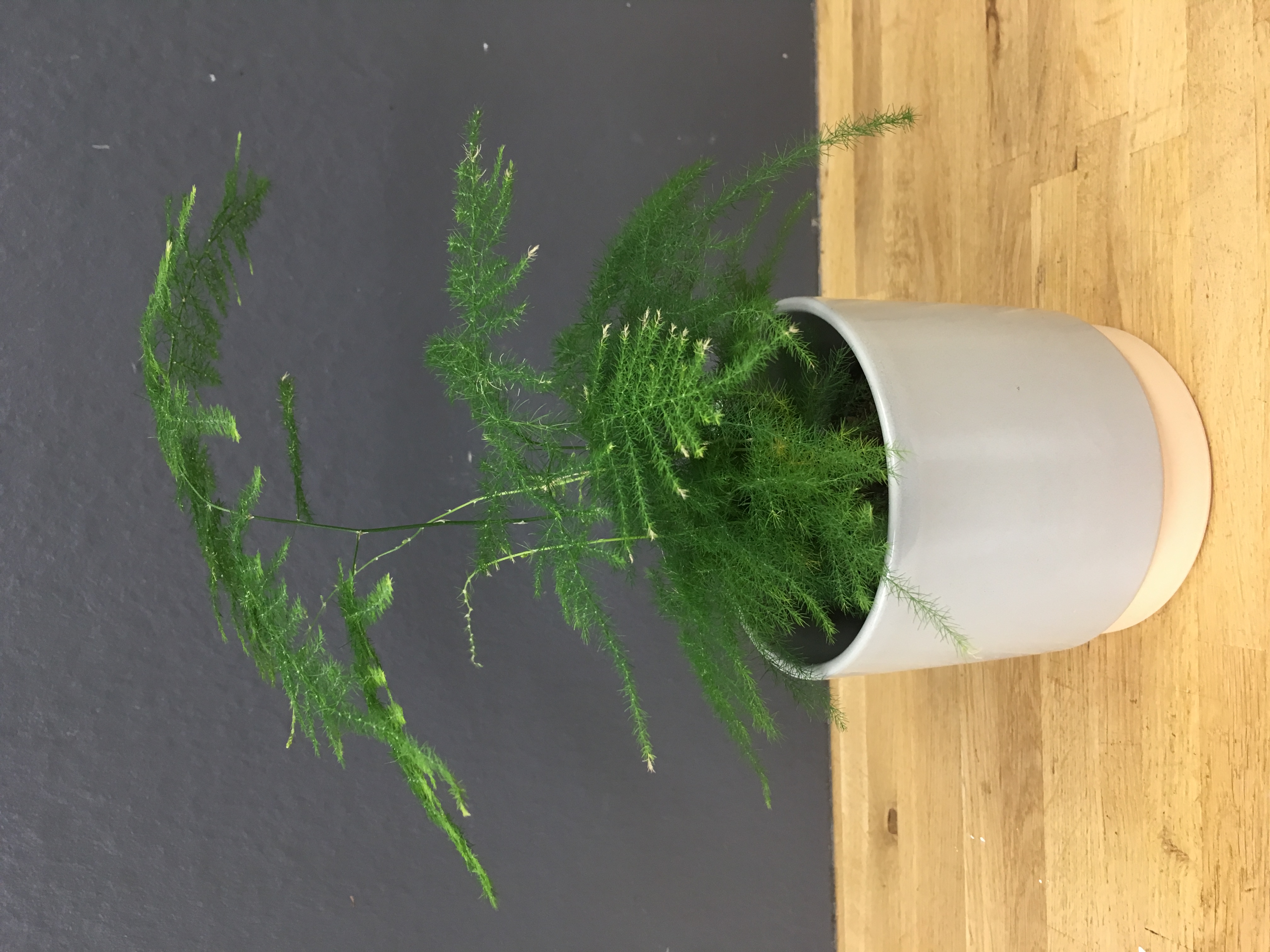 Asparagus plumosus