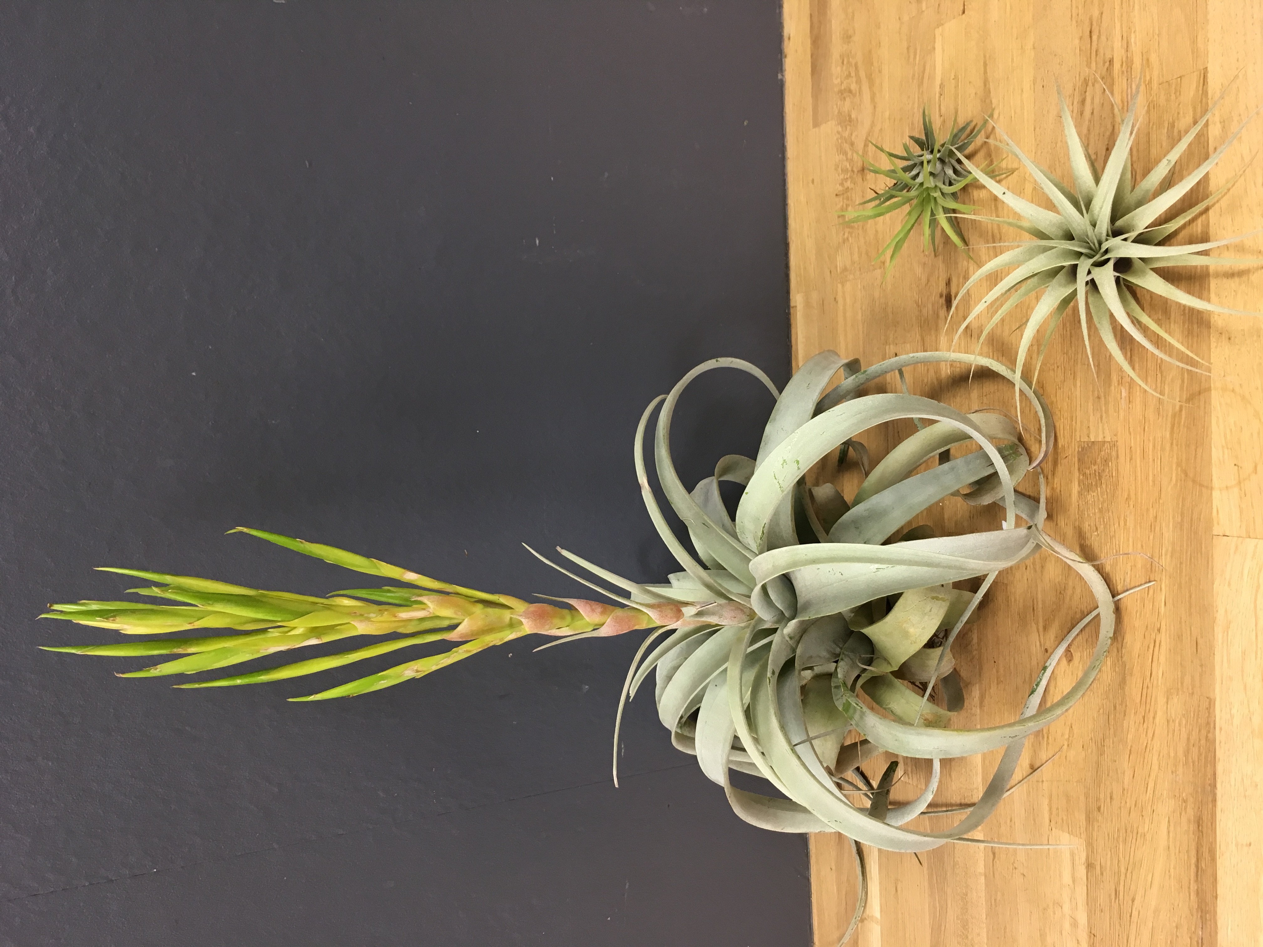 Tillandsia xerographica