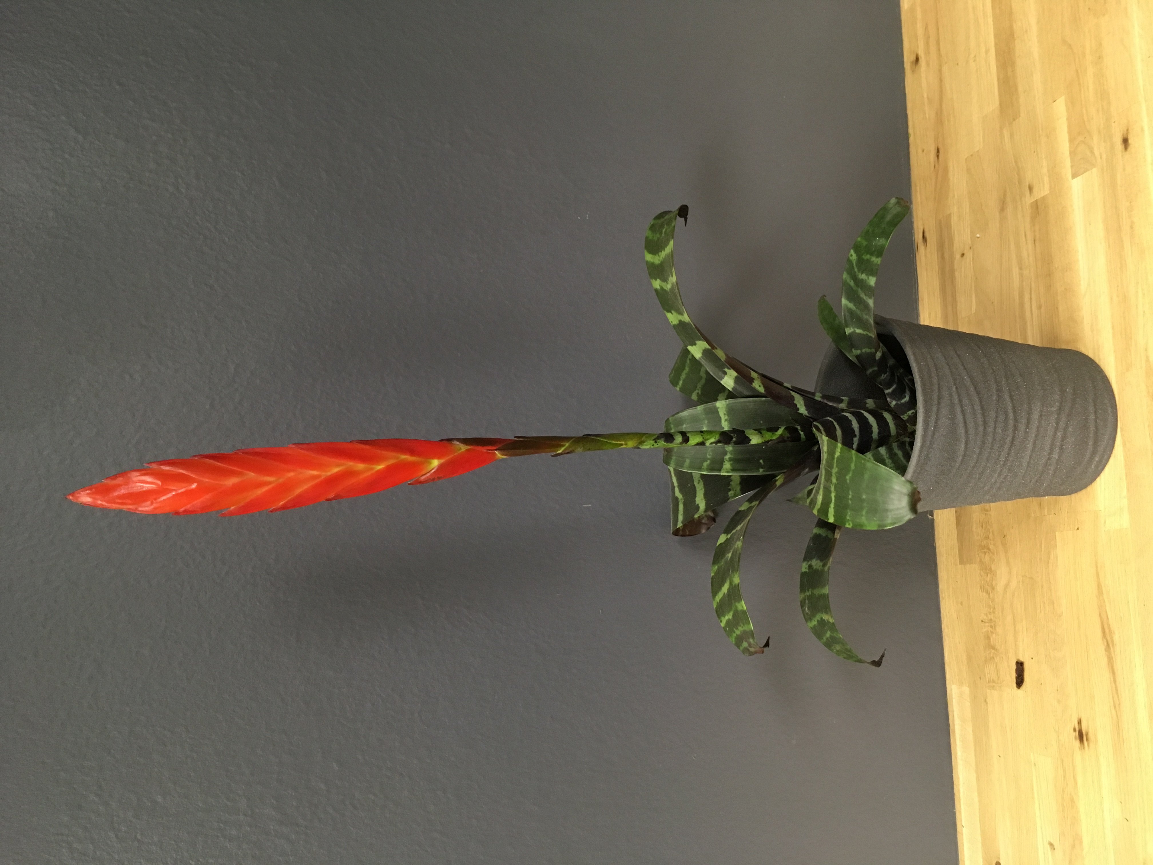 Vriesea splendens