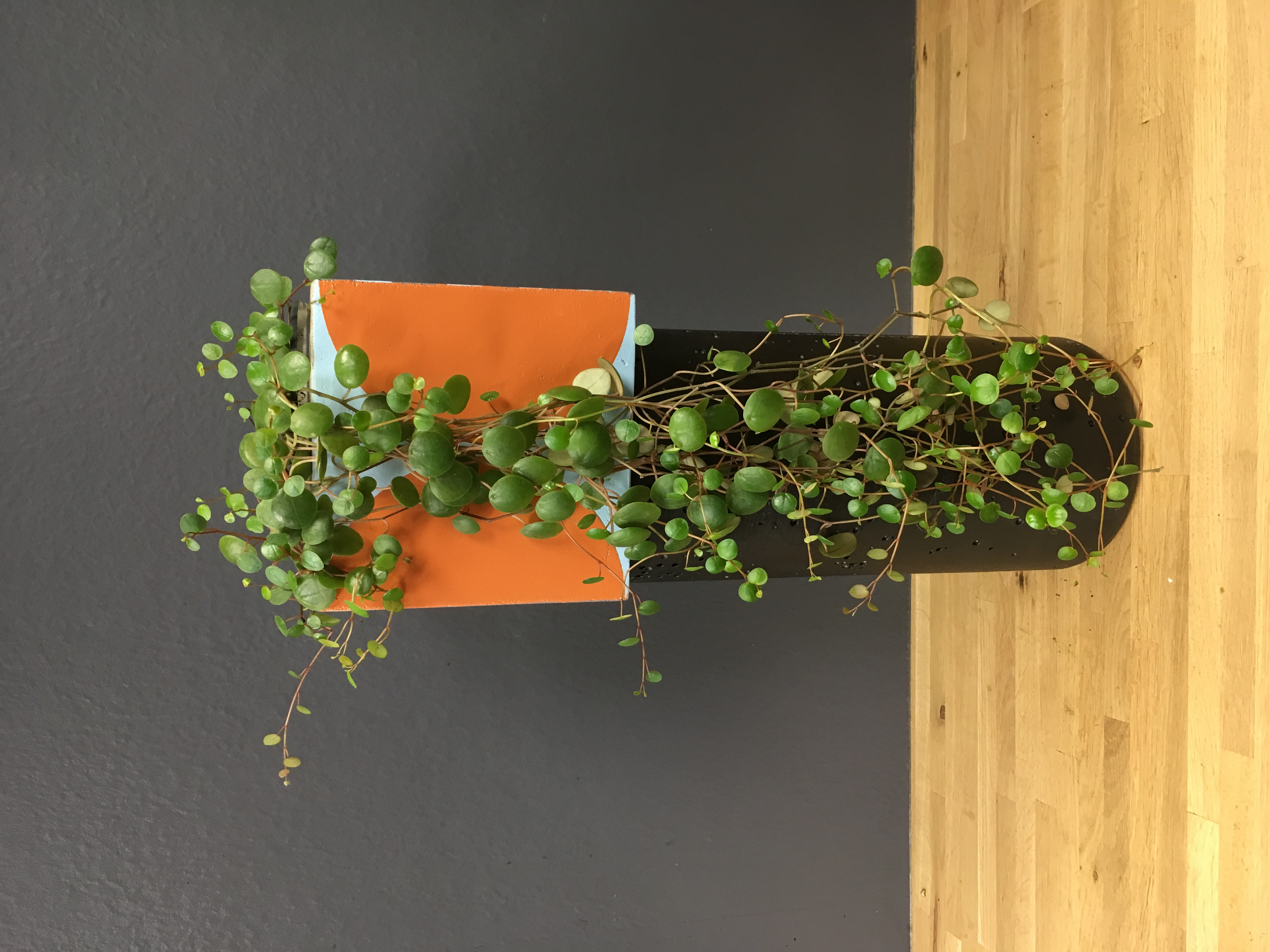 Peperomia pepershots