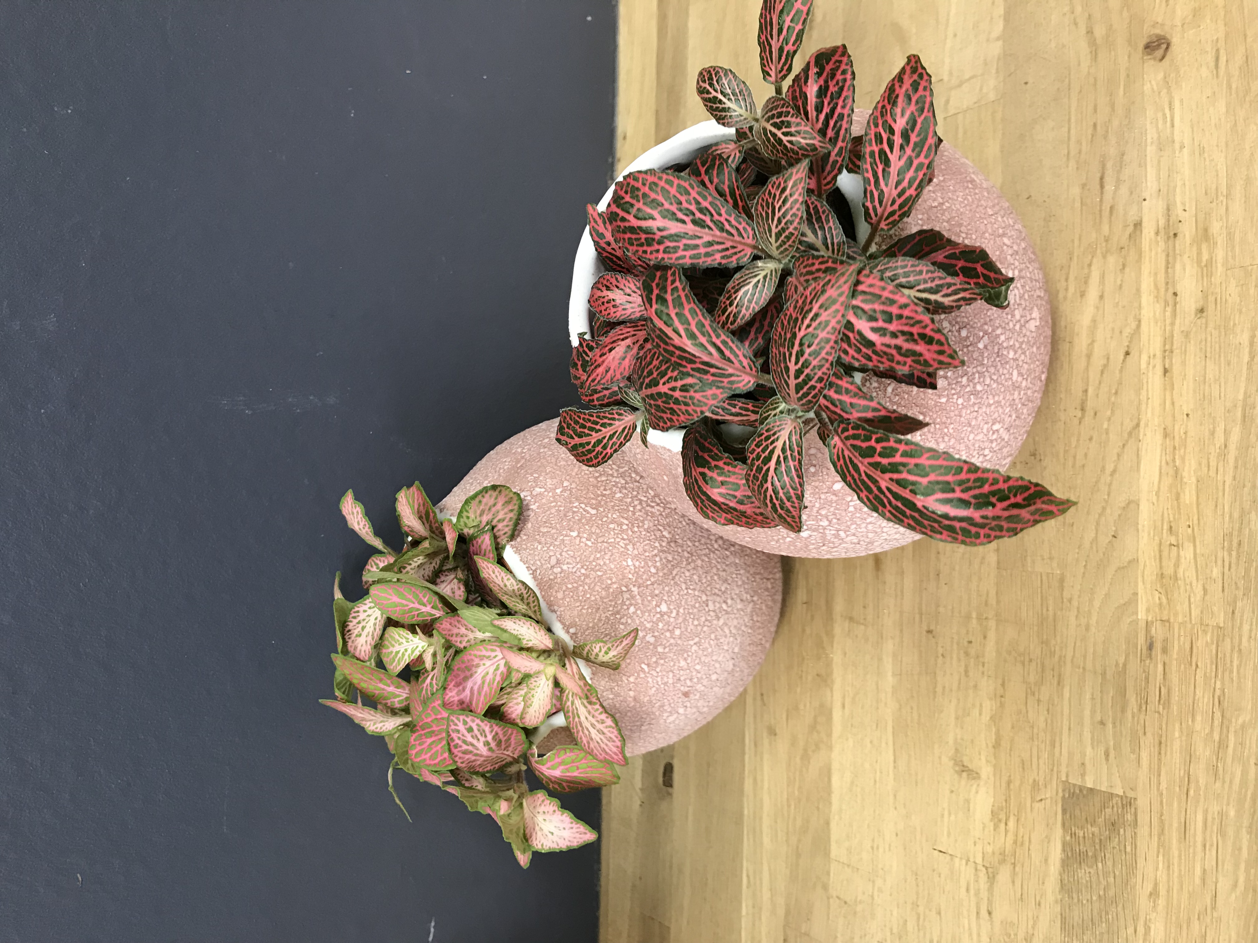 Fittonia albivenis (hypoestes)