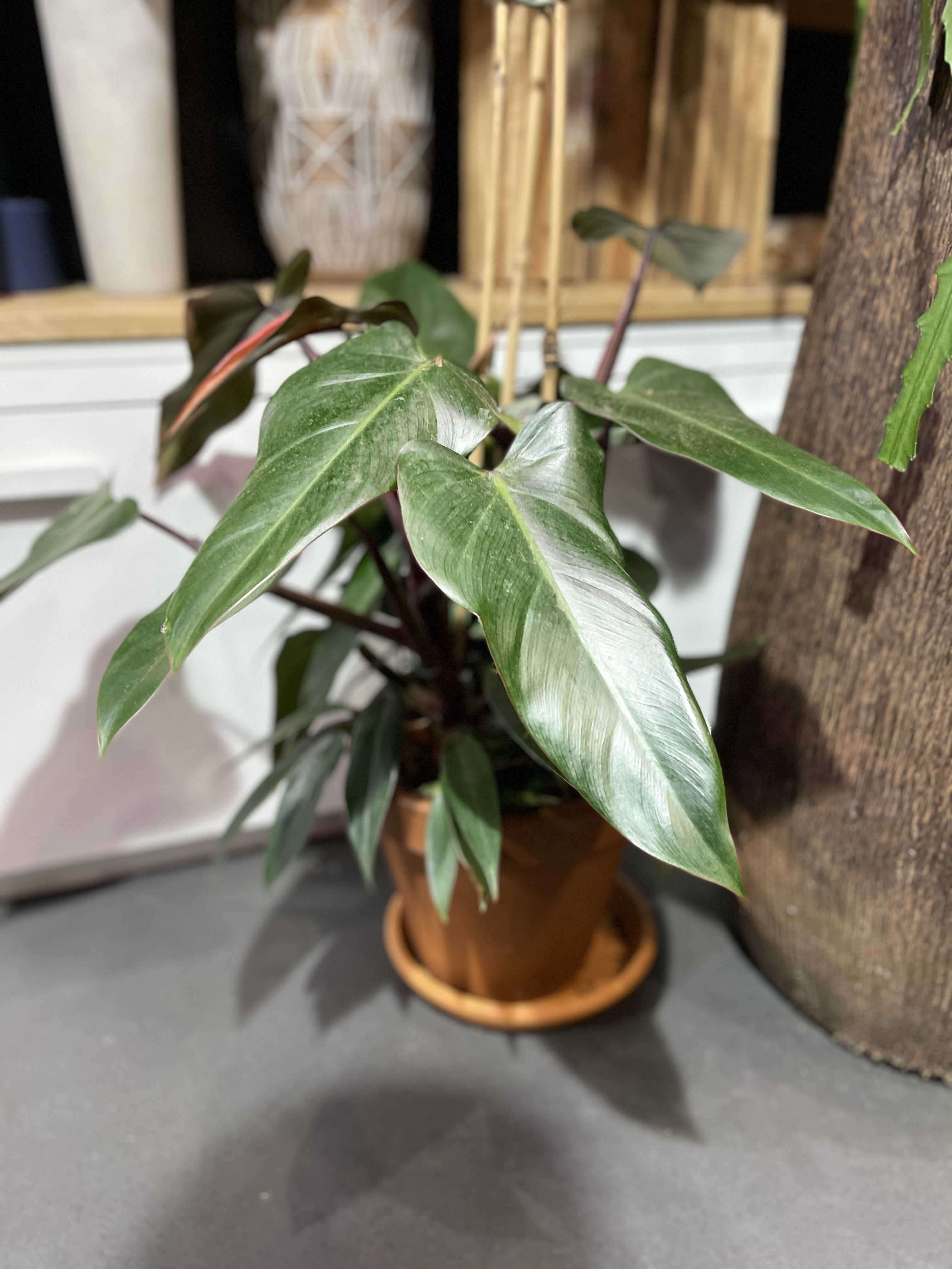 Philodendron "red emerald"