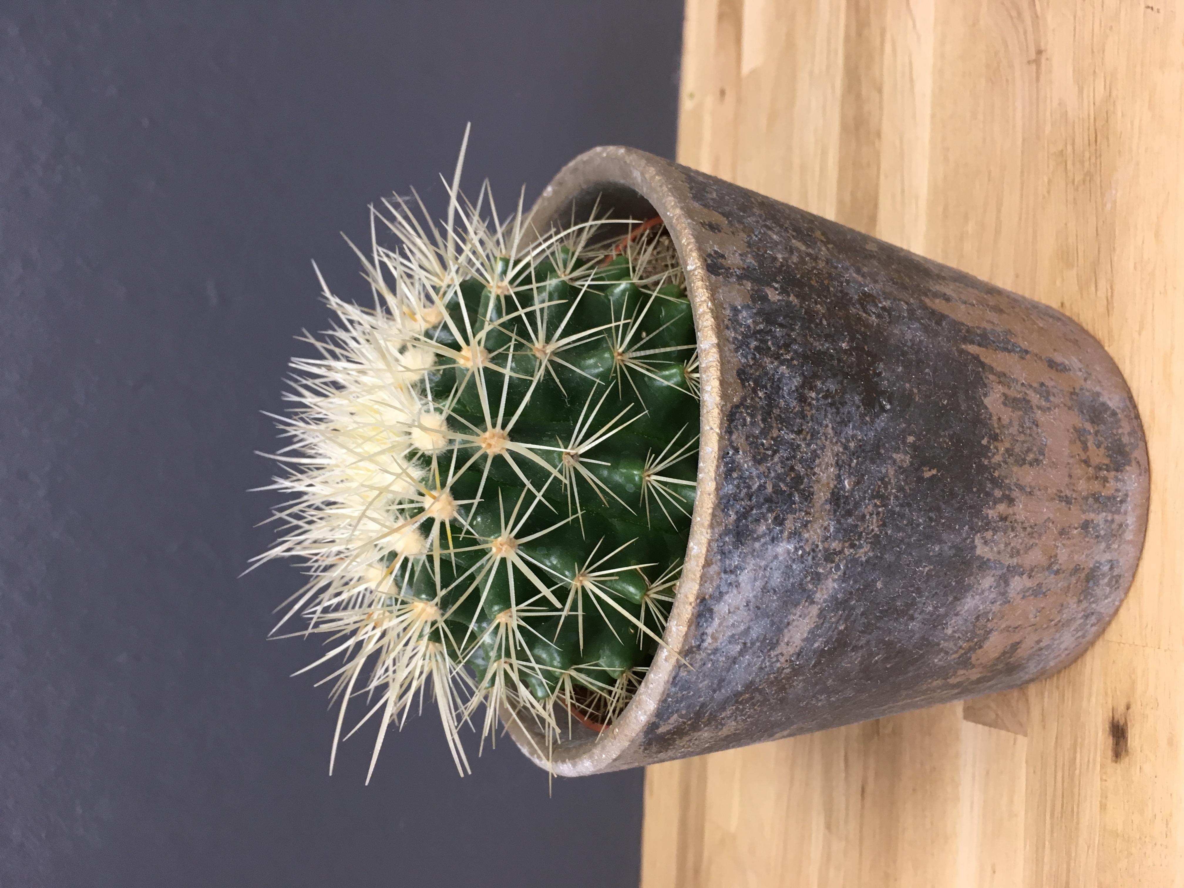 Echinocactus grusonii