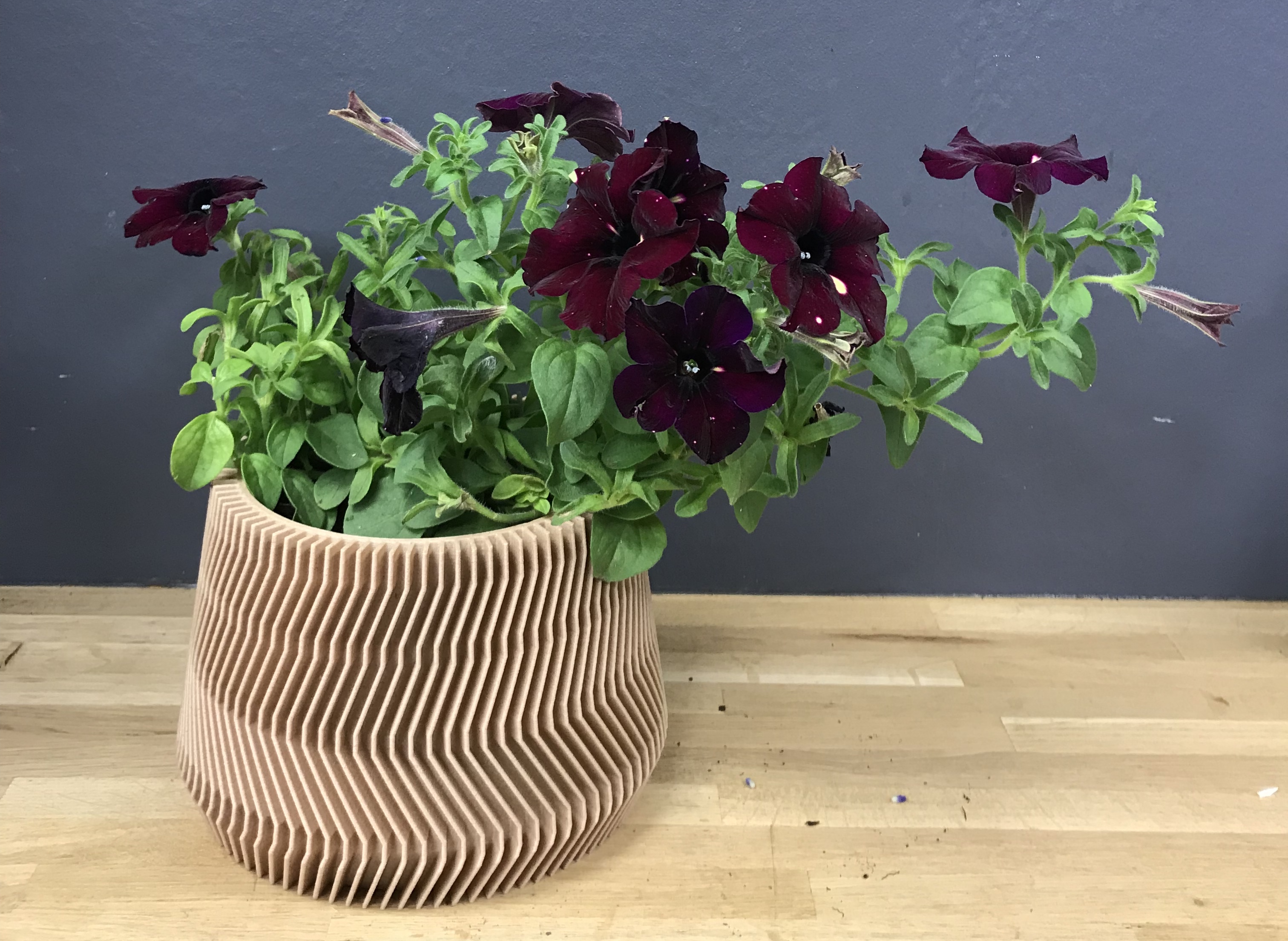 Petunia atkinsiana