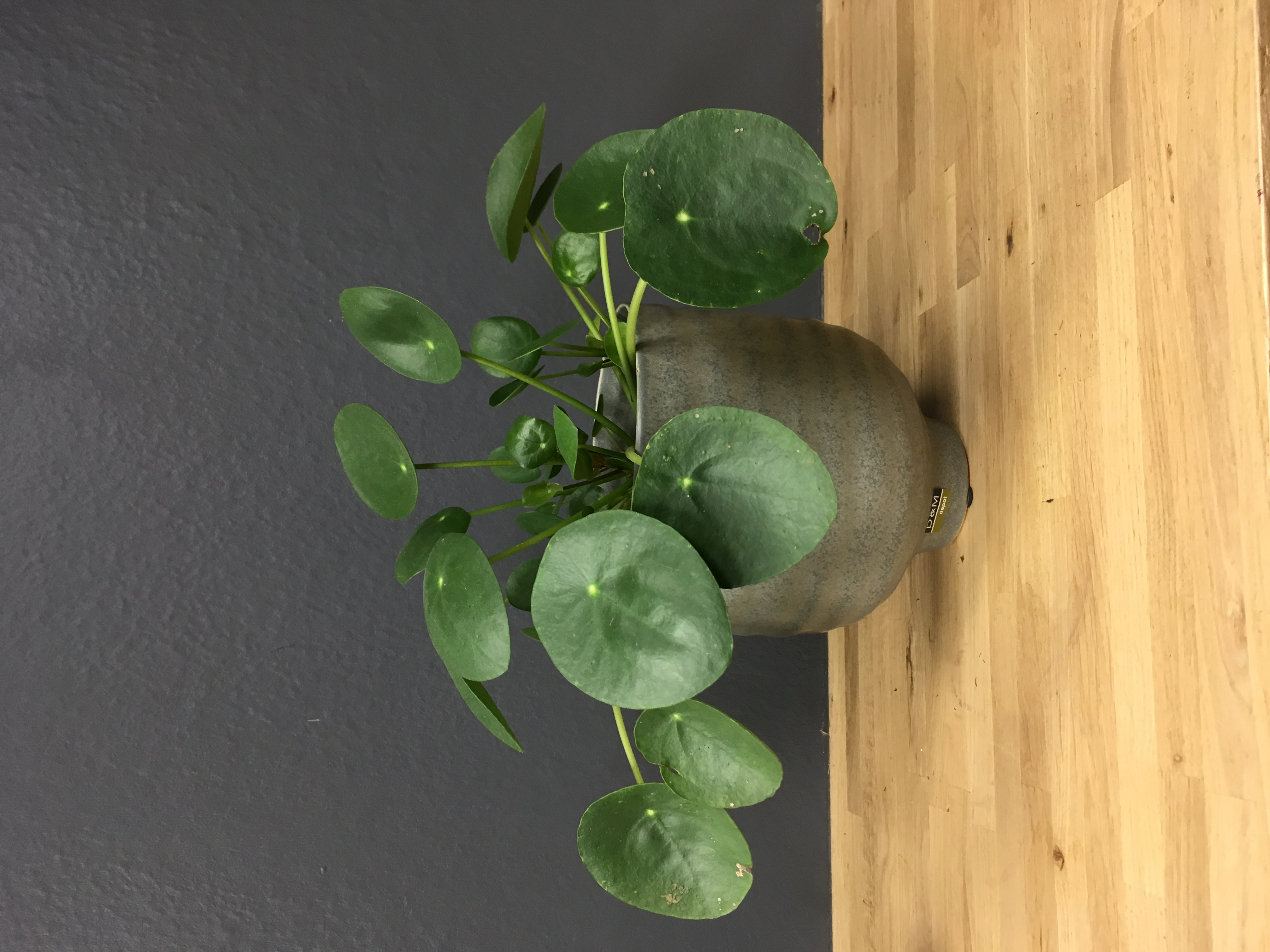 Pilea