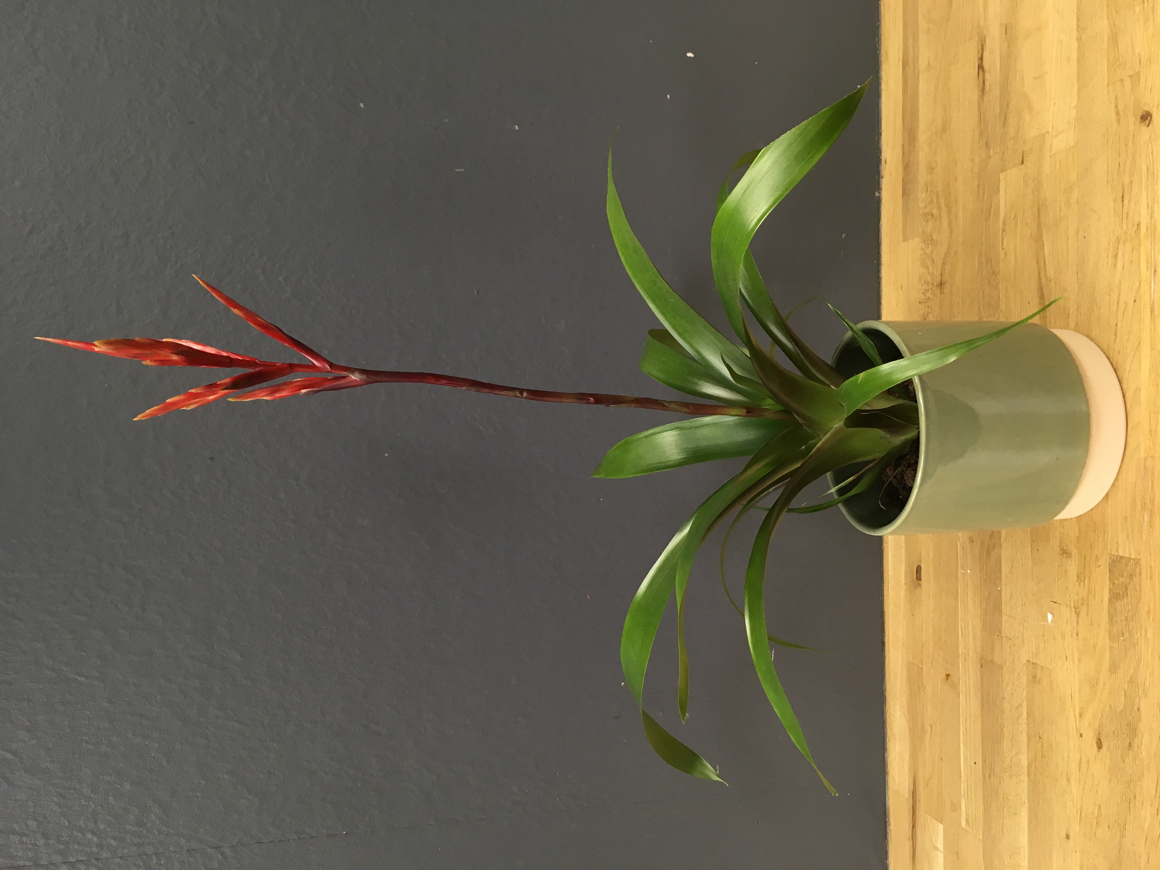 Vriesea splendens