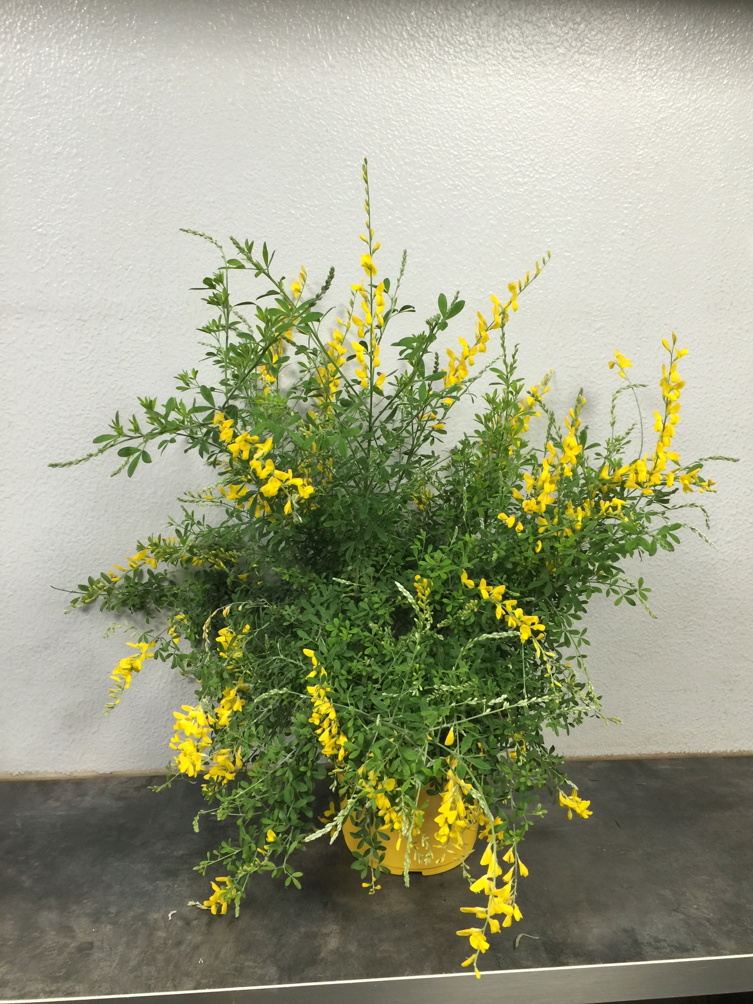 Genista