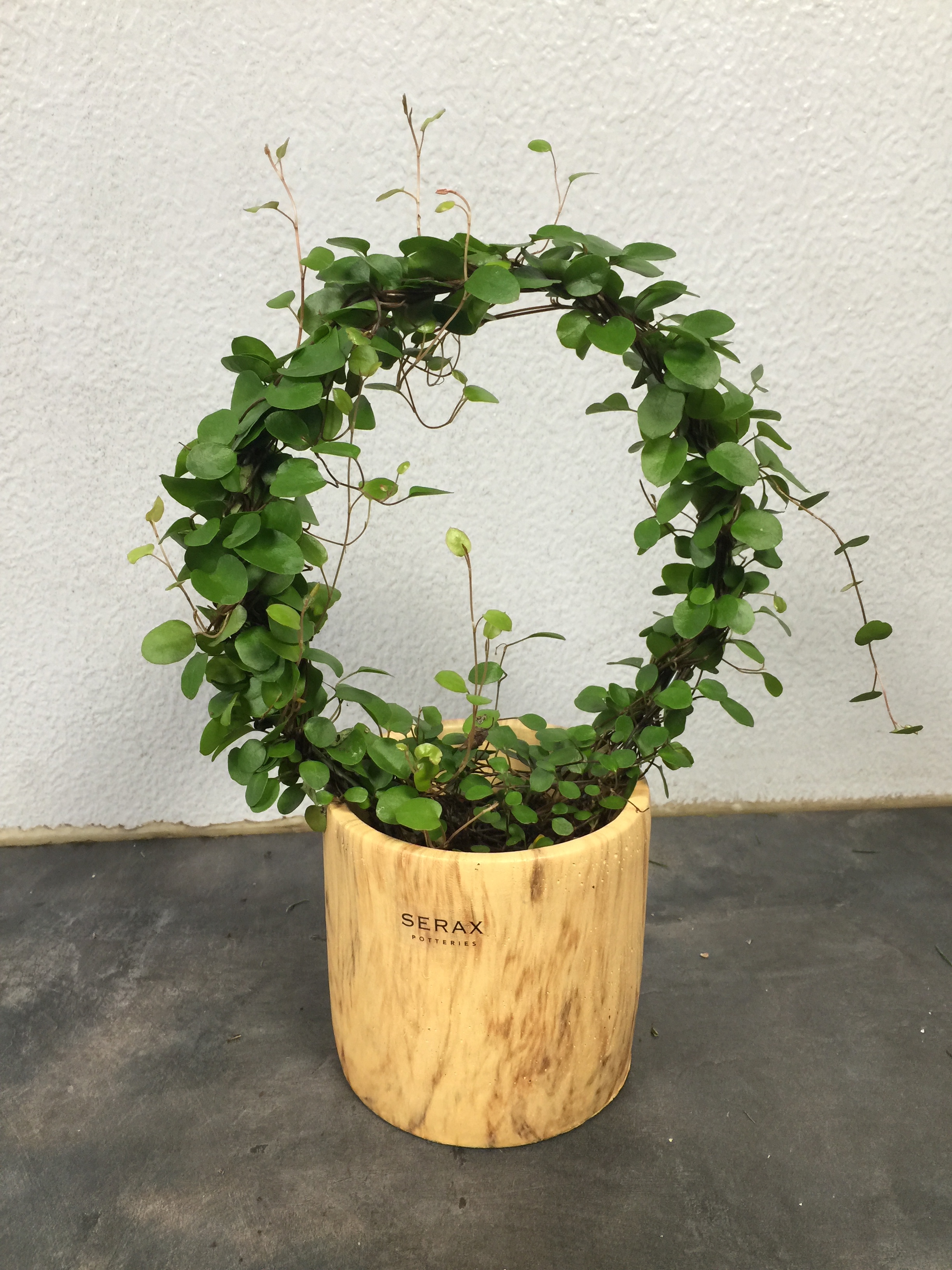 Muehlenbeckia