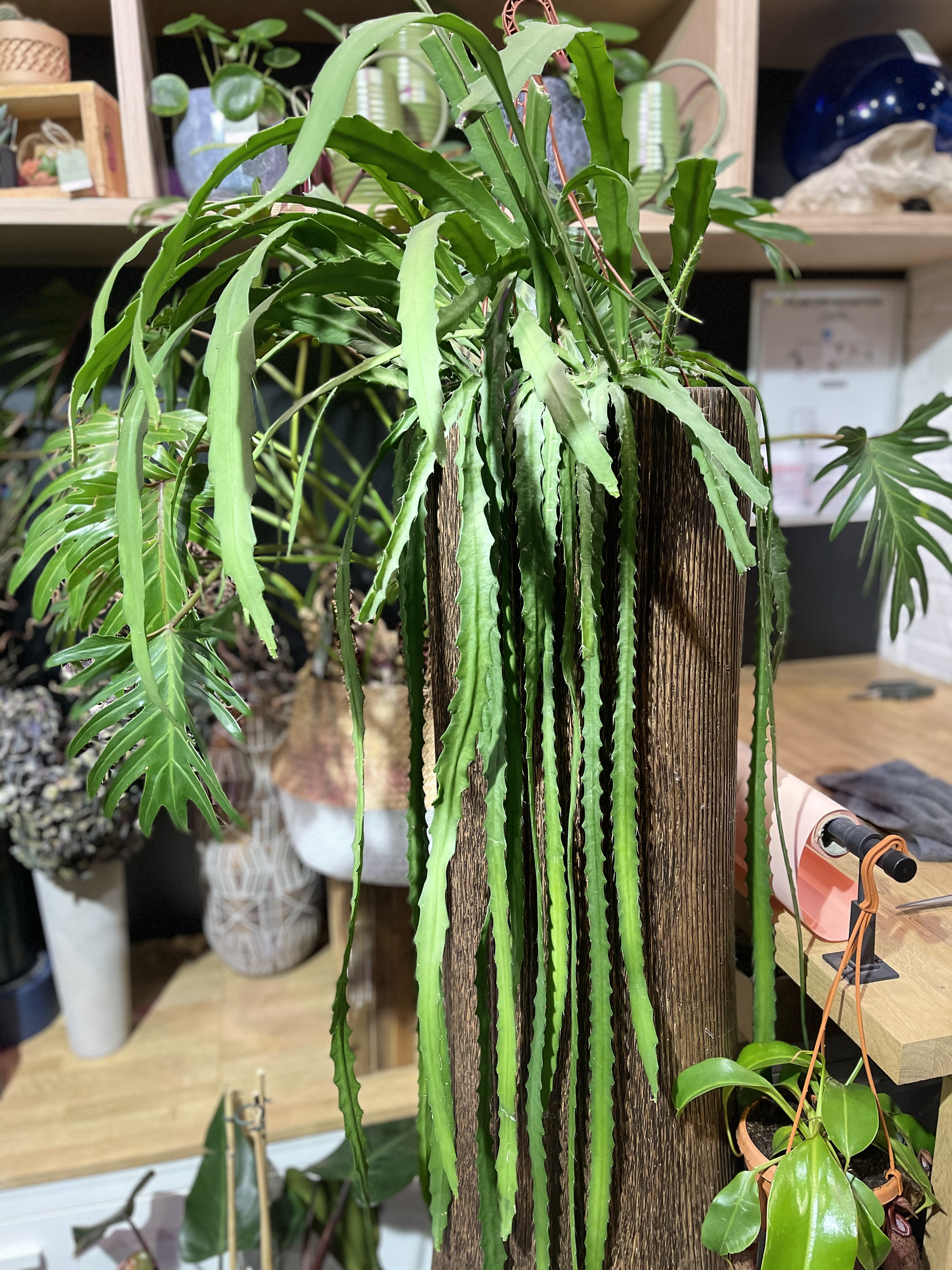 lepismium boliviana (rhipsalis)