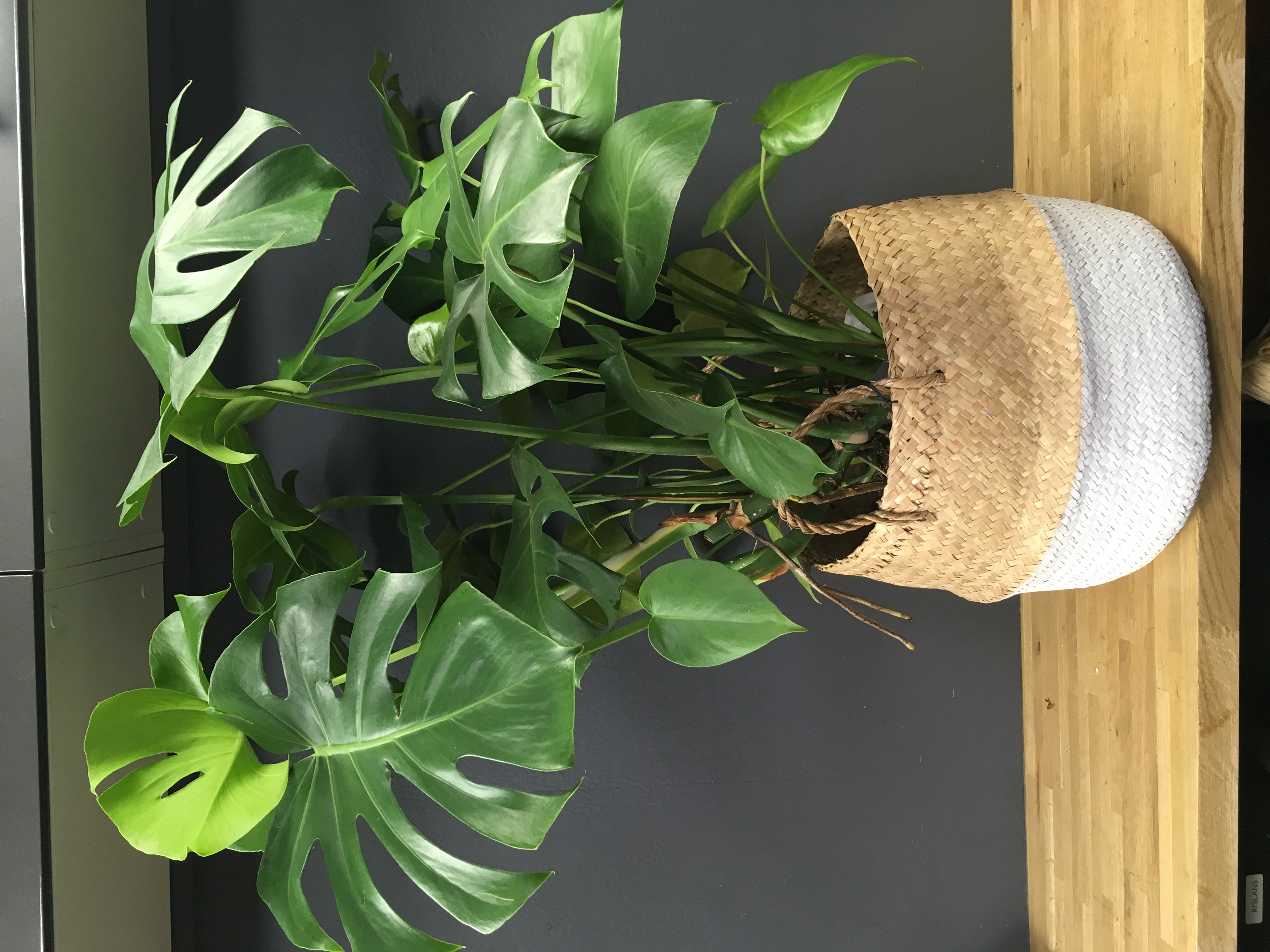 Monstera deliciosa