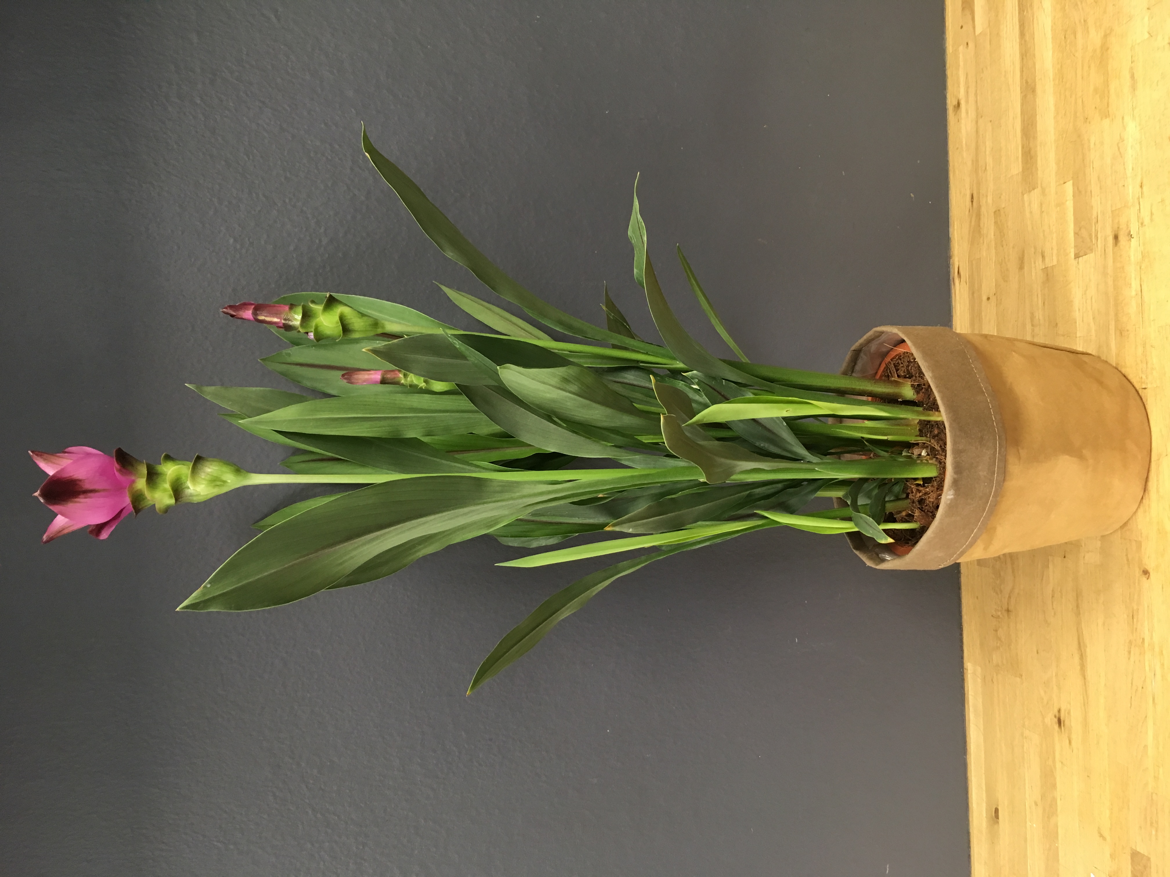 Curcuma