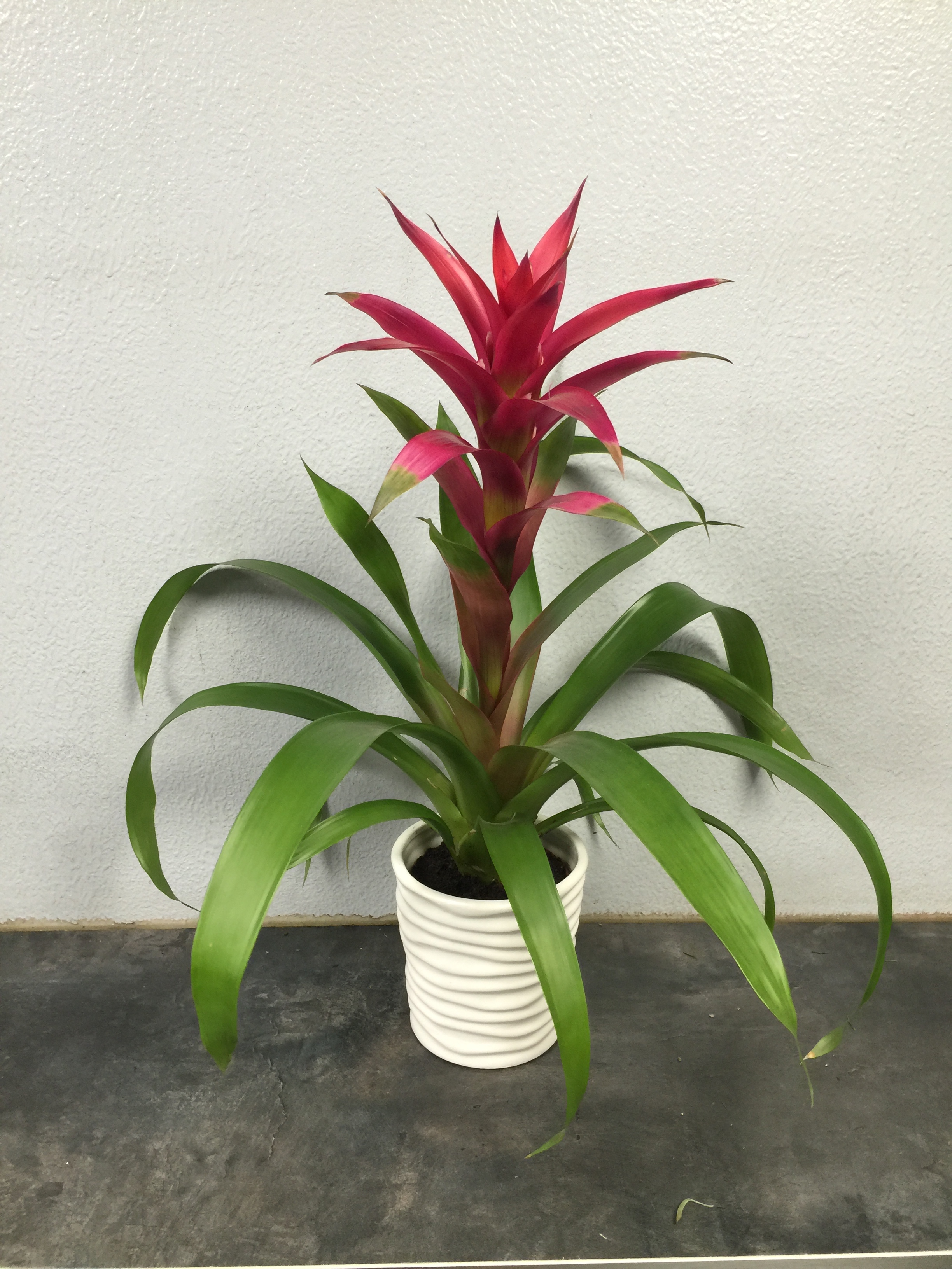 Guzmania
