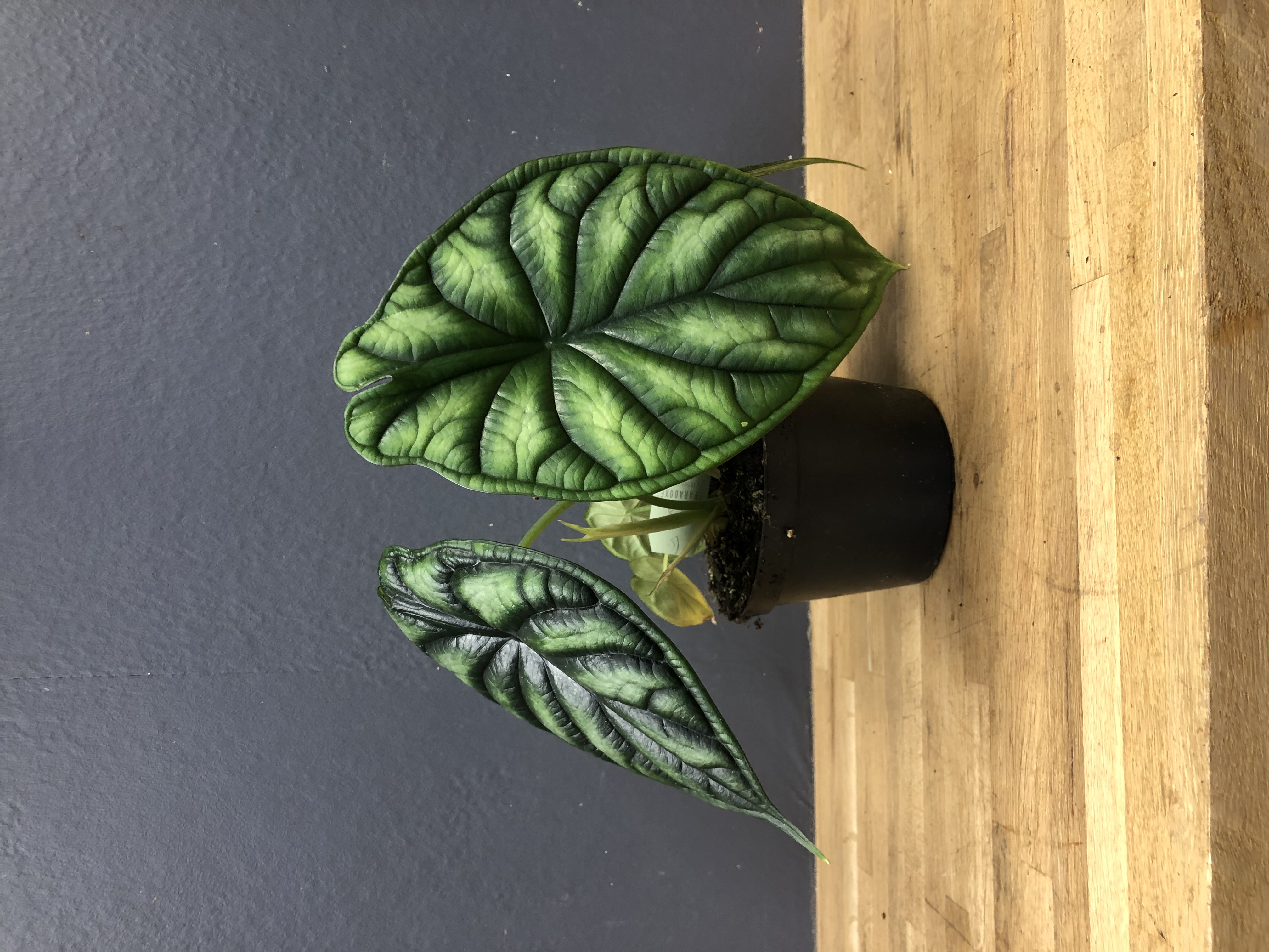 Alocasia "dragon scale"