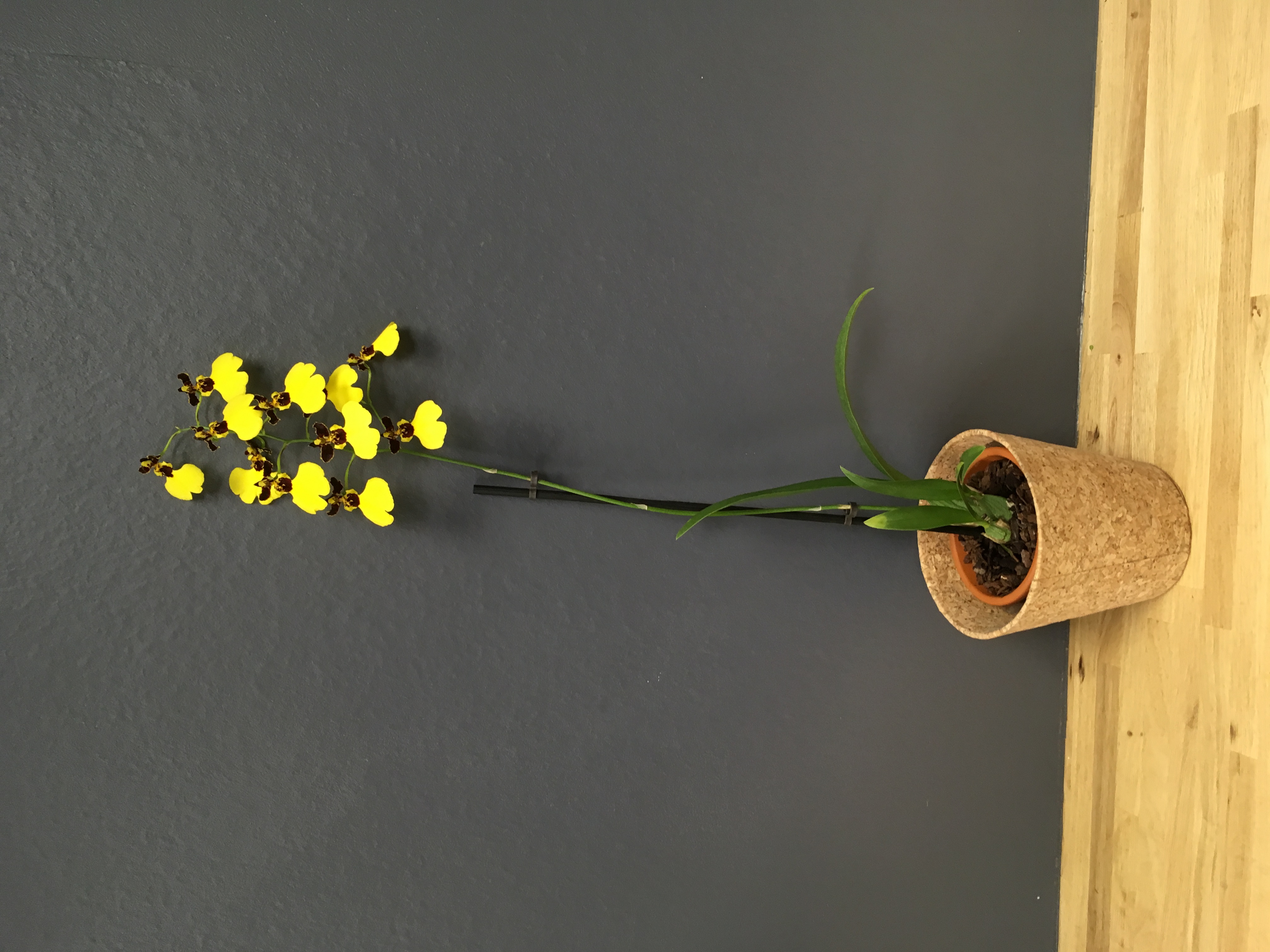 Oncidium