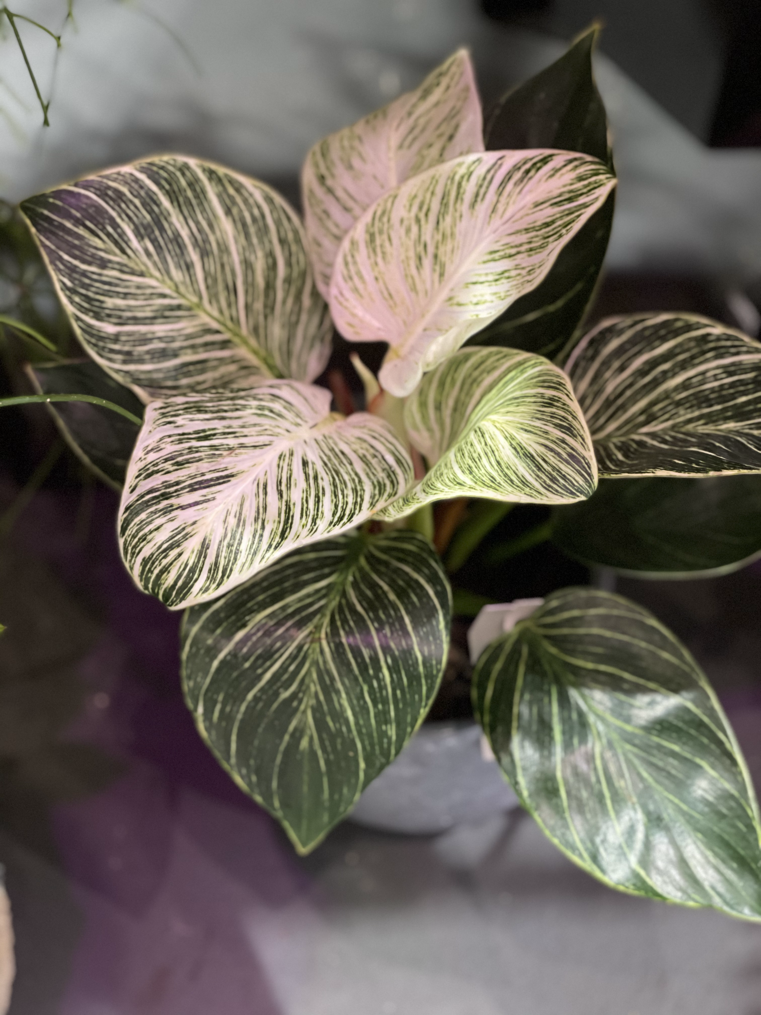 Calathea