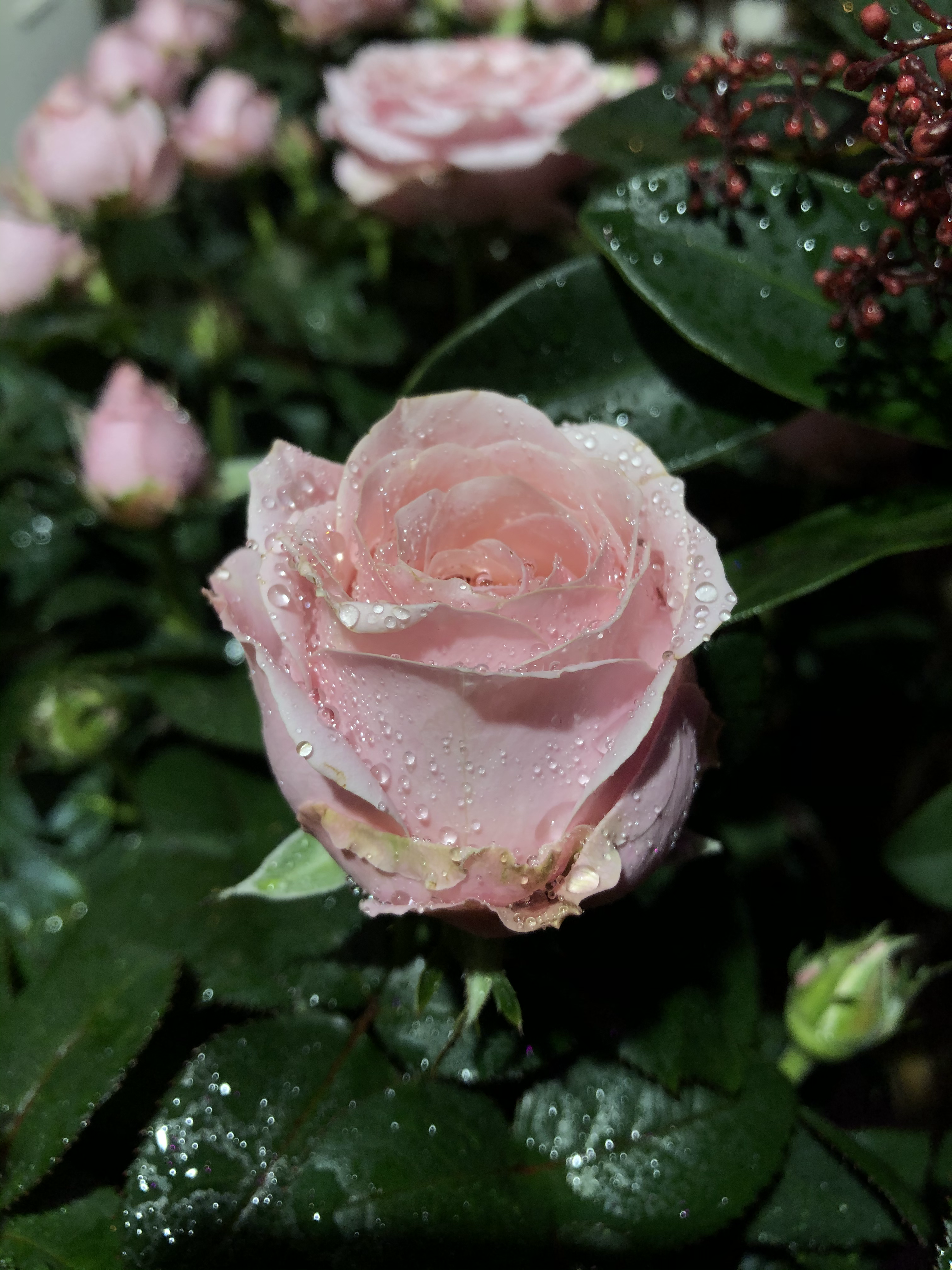 Rosier Nain