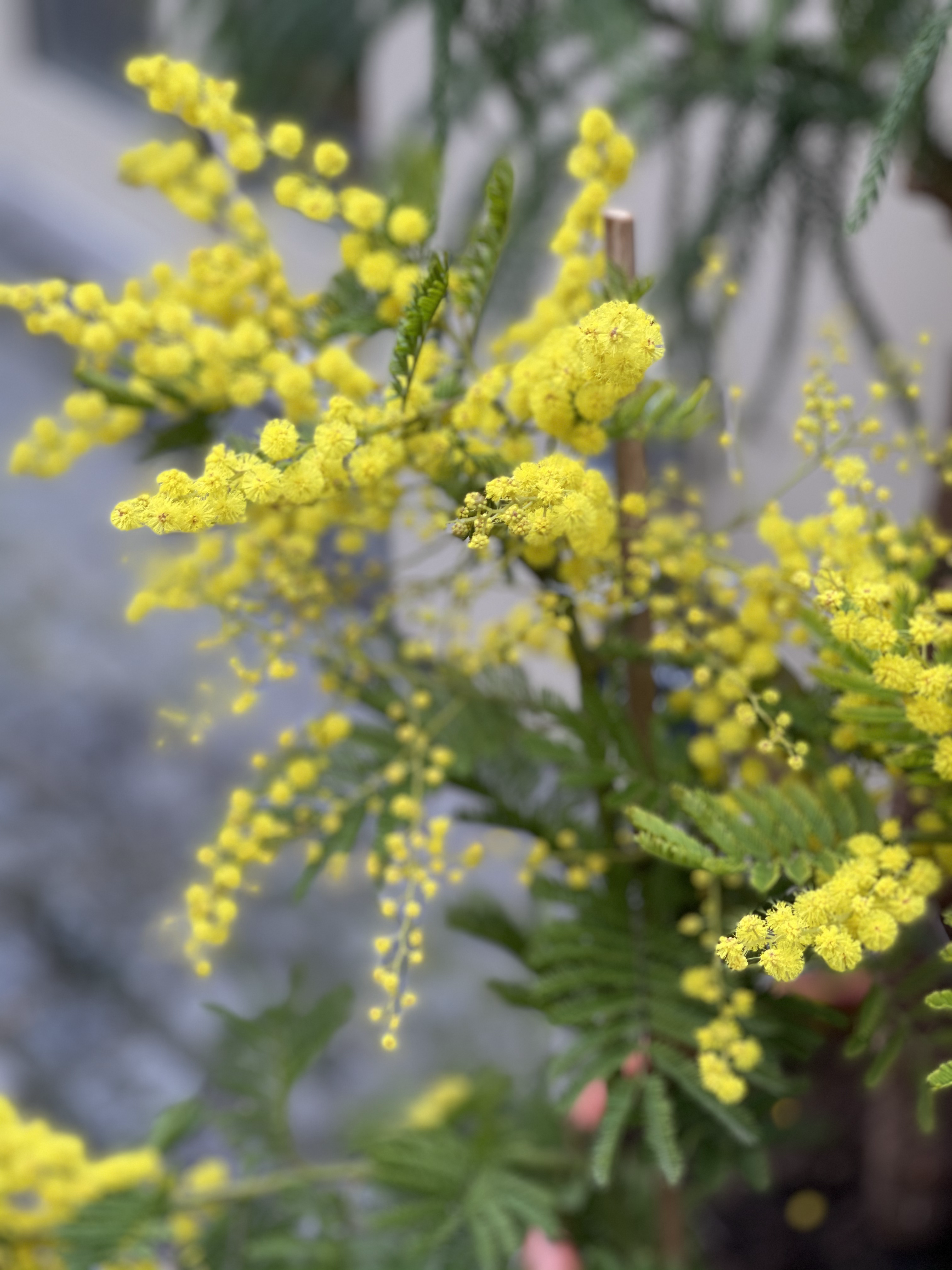 Mimosa