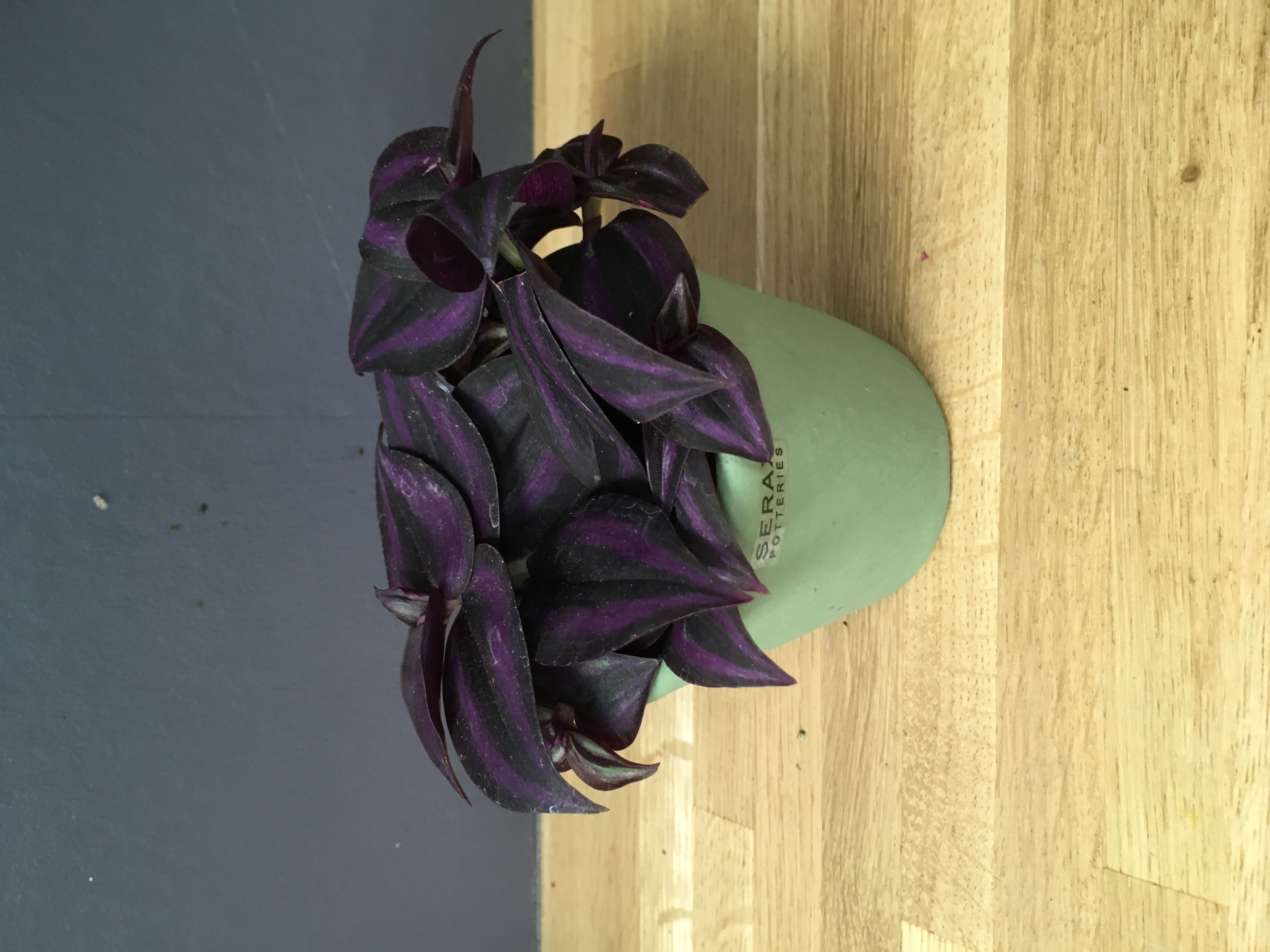 Tradescantia Zebrina