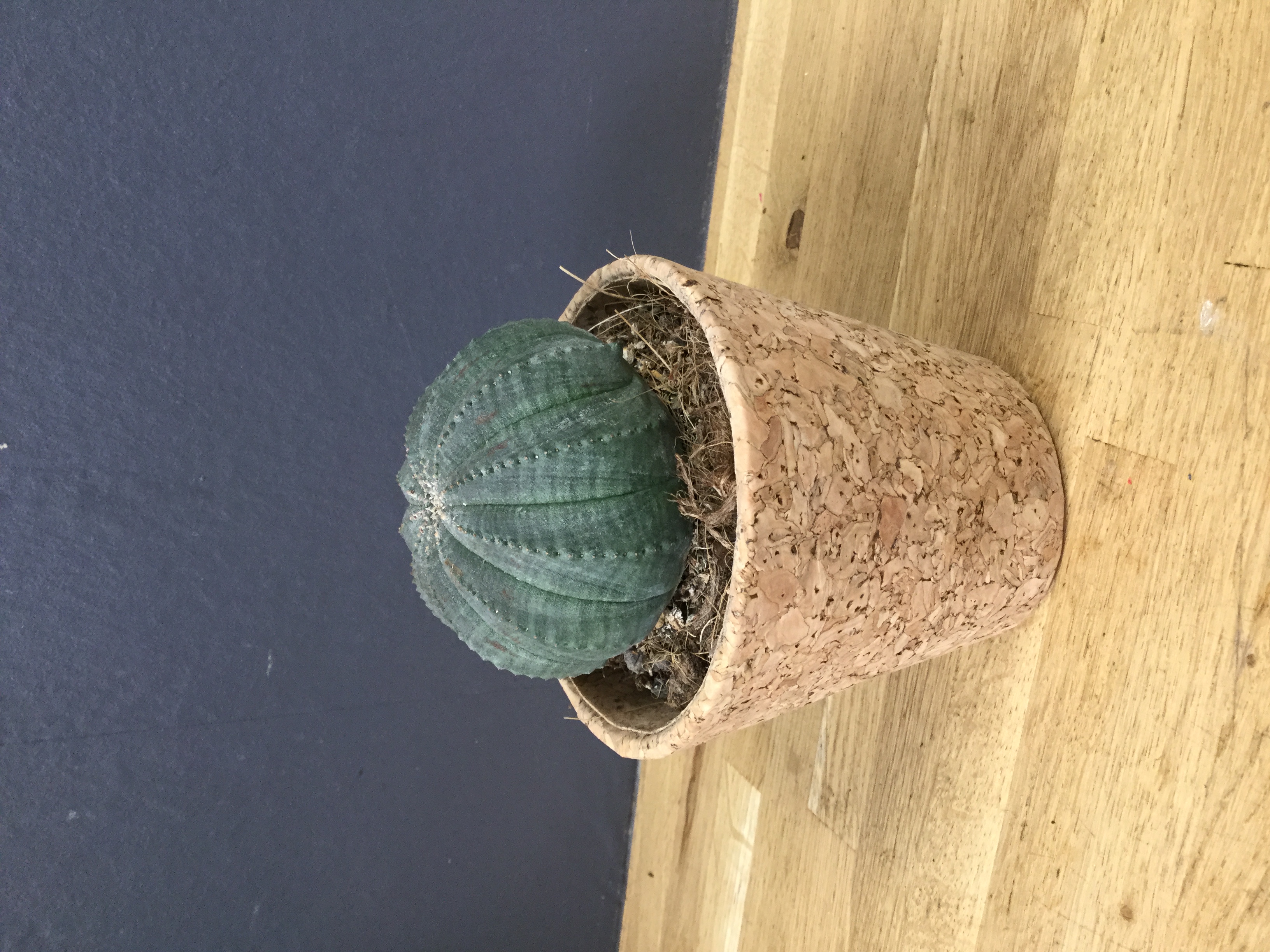 Euhorbe obesa